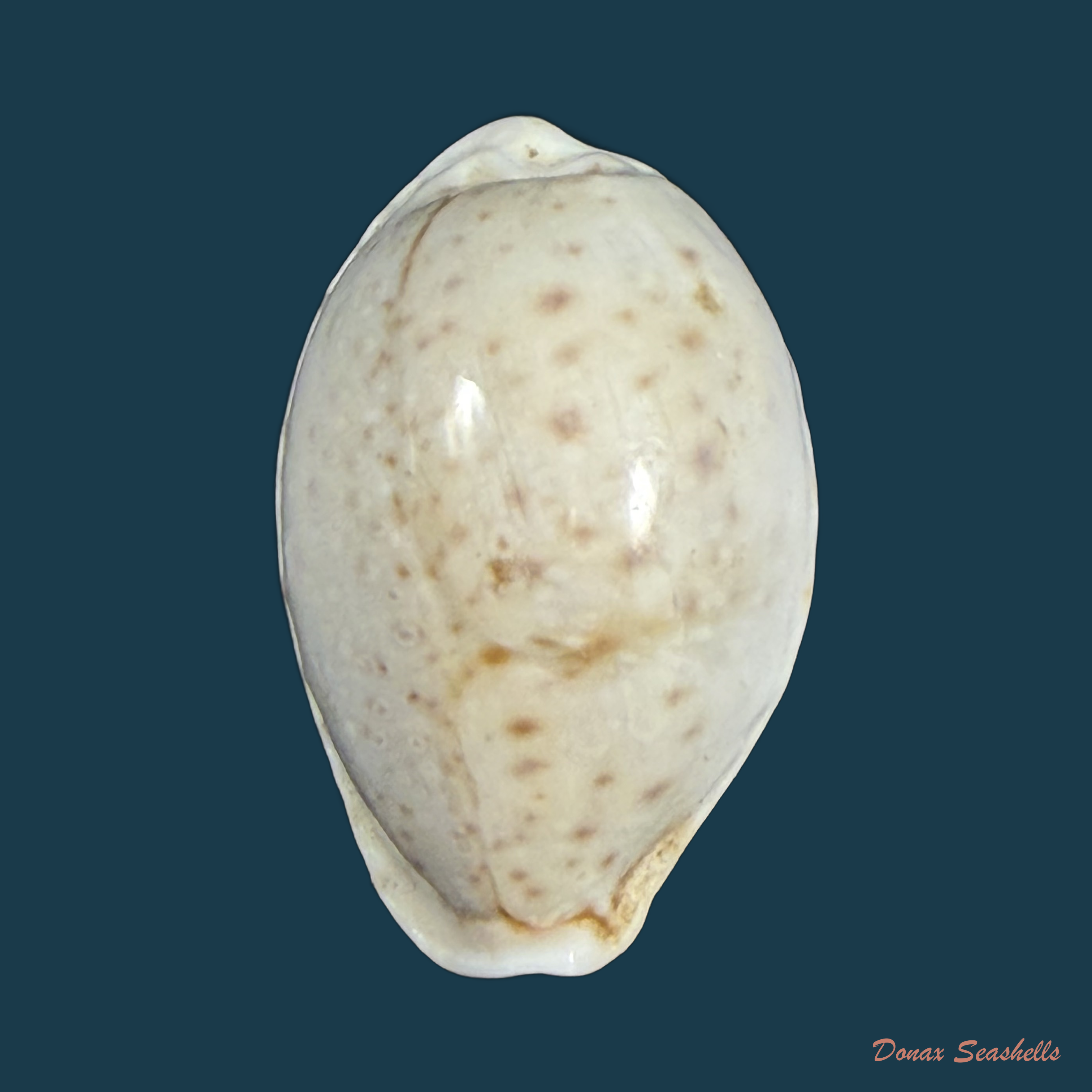 Naria boivinii (Kiener, 1844) - 27,1mm