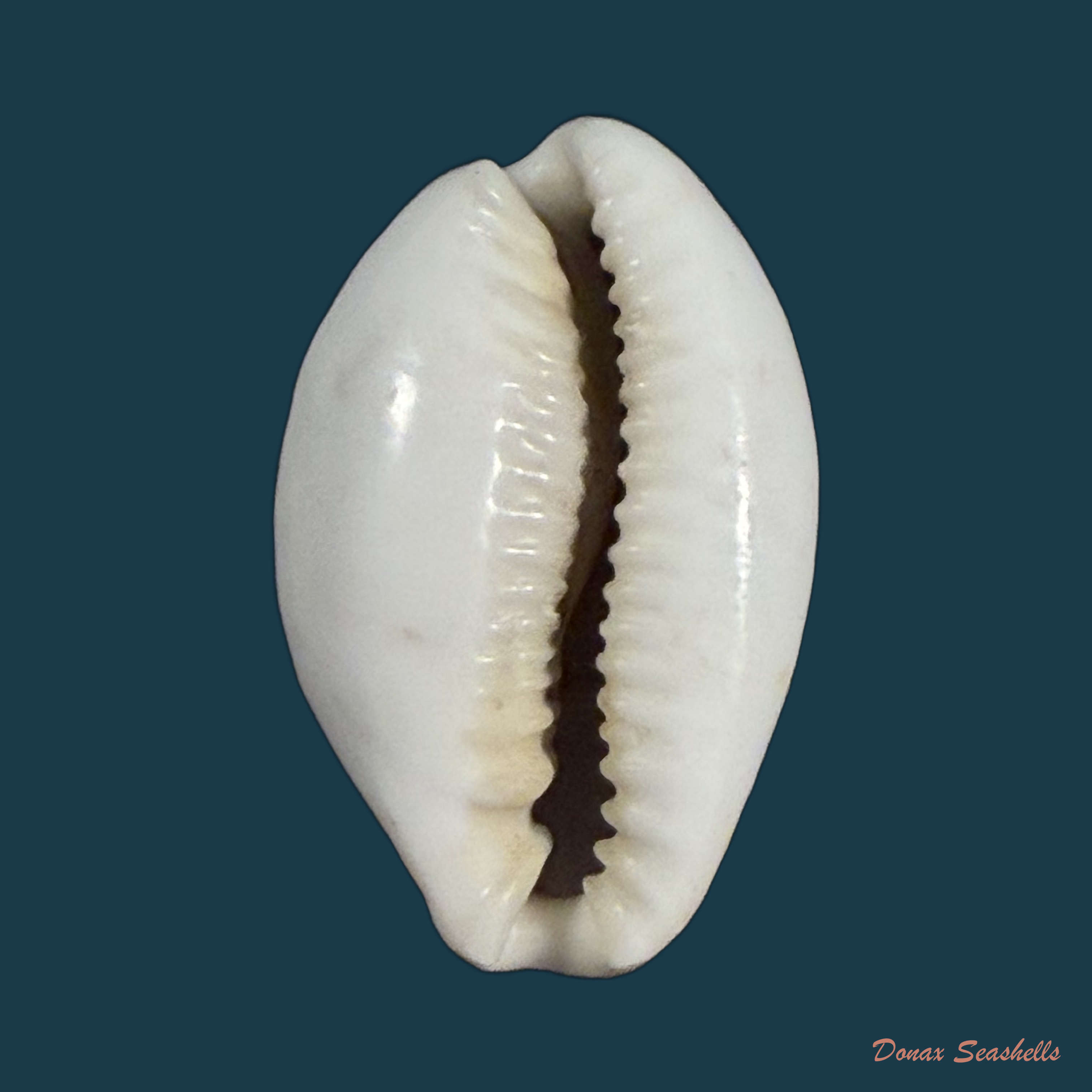 Naria boivinii (Kiener, 1844) - 27,1mm