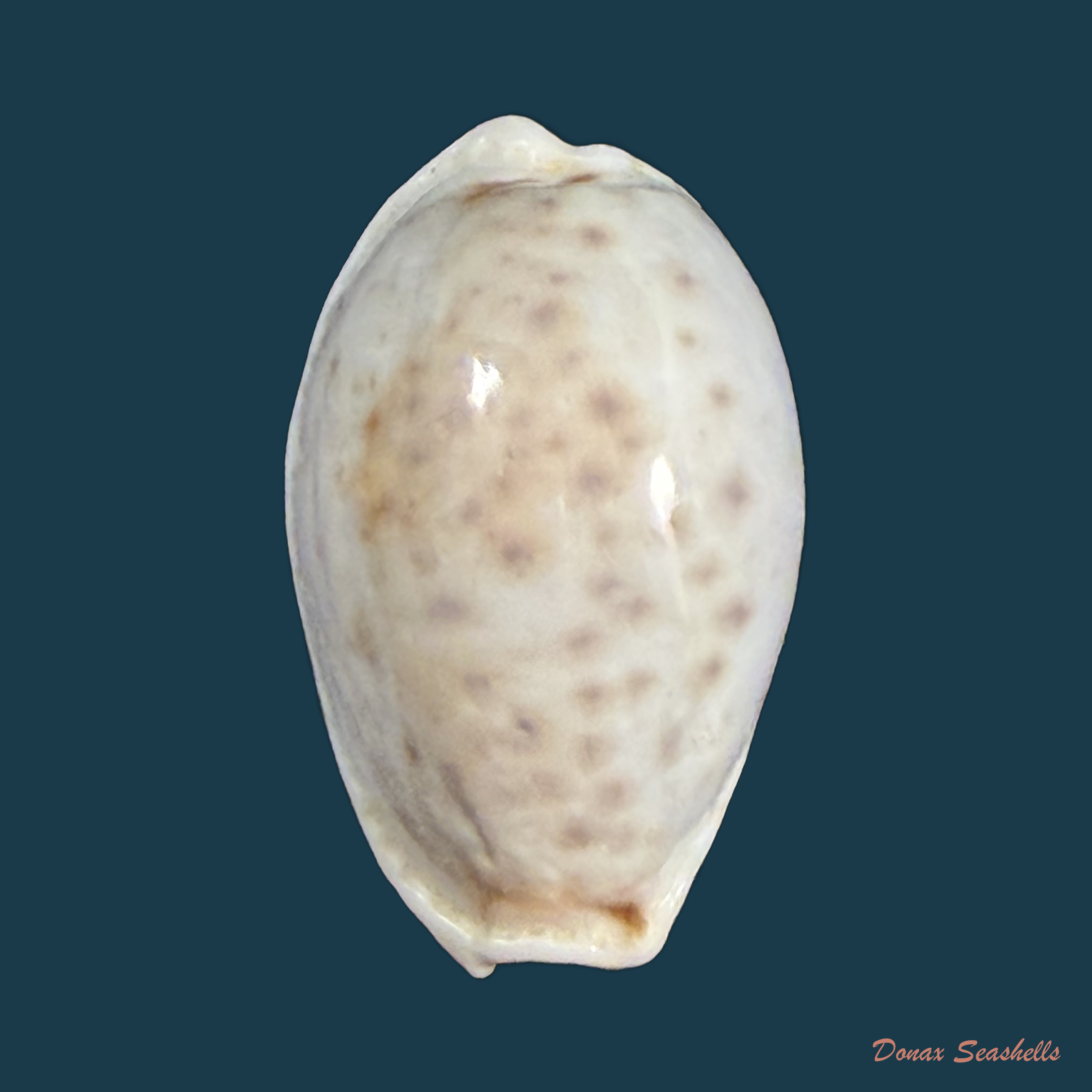 Naria boivinii (Kiener, 1844) - 27,4mm