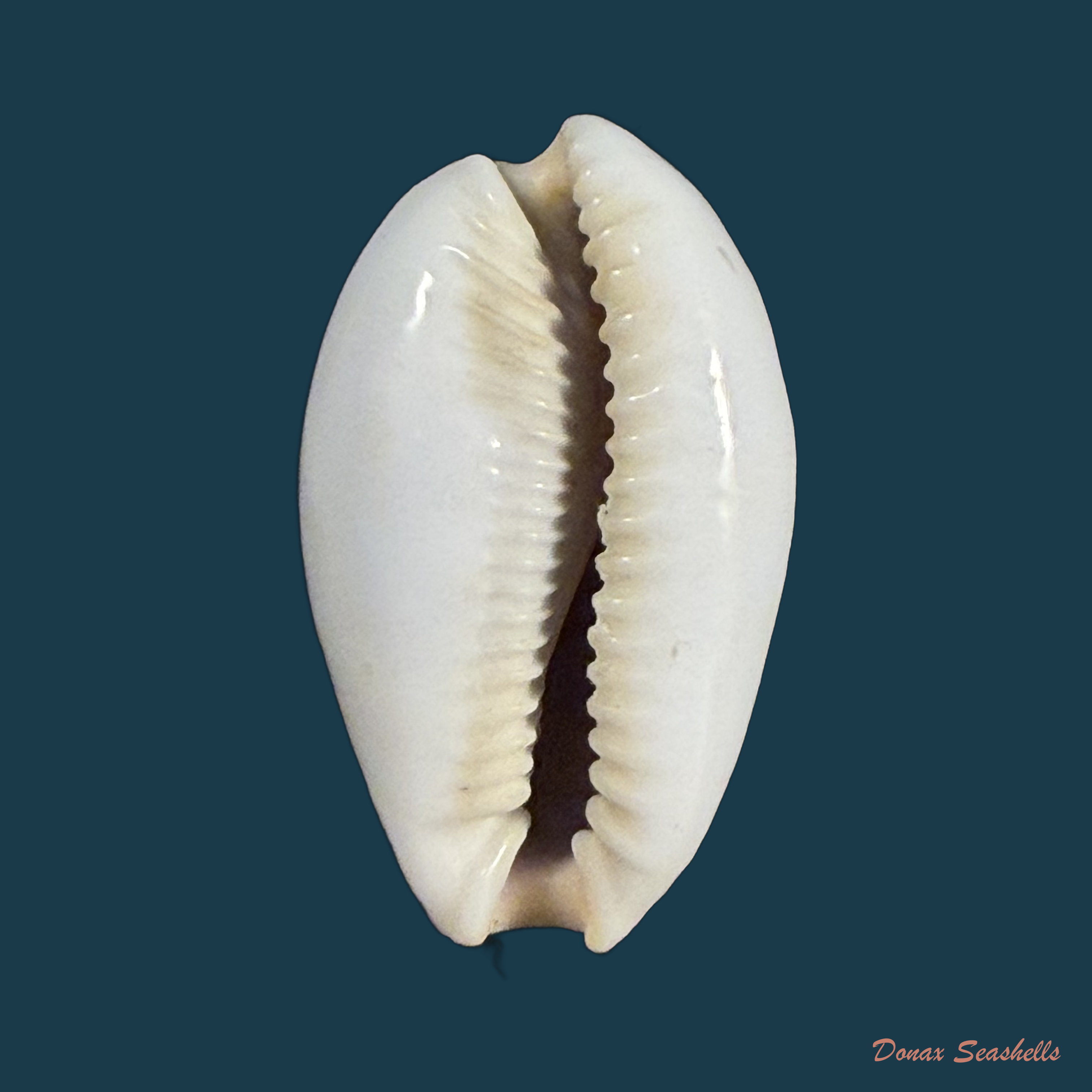 Naria boivinii (Kiener, 1844) - 27,4mm