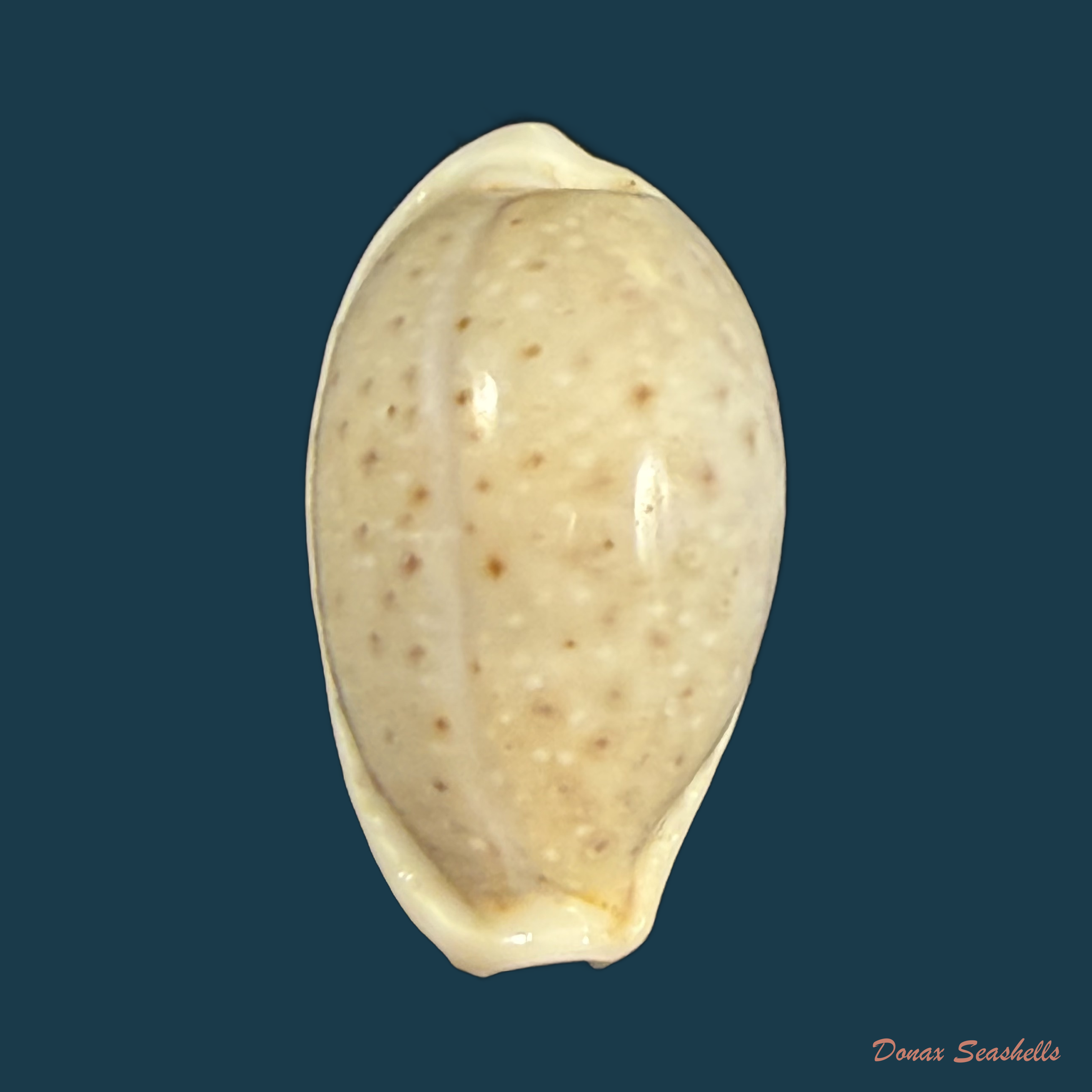 Naria boivinii (Kiener, 1844) - 28,8mm