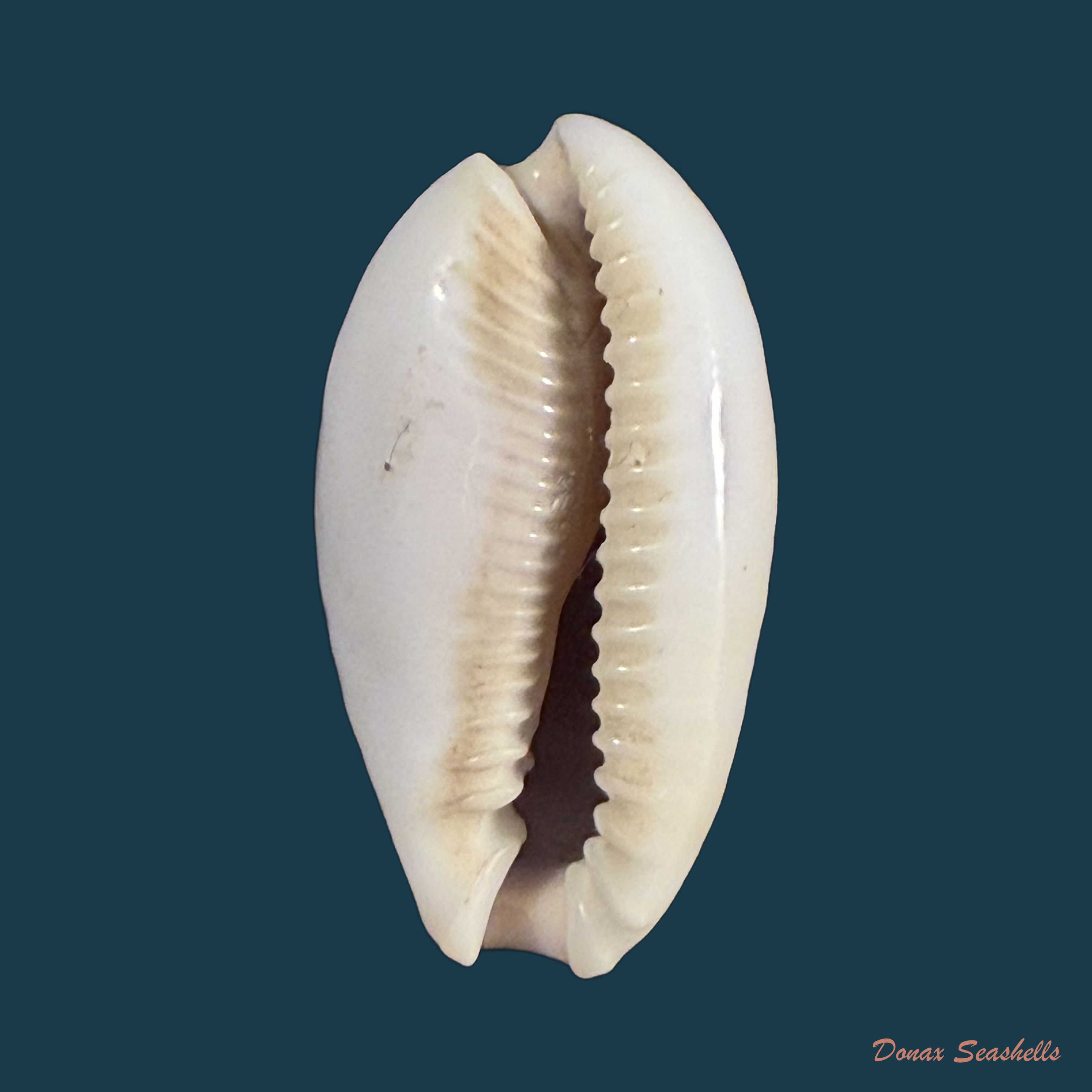 Naria boivinii (Kiener, 1844) - 28,8mm