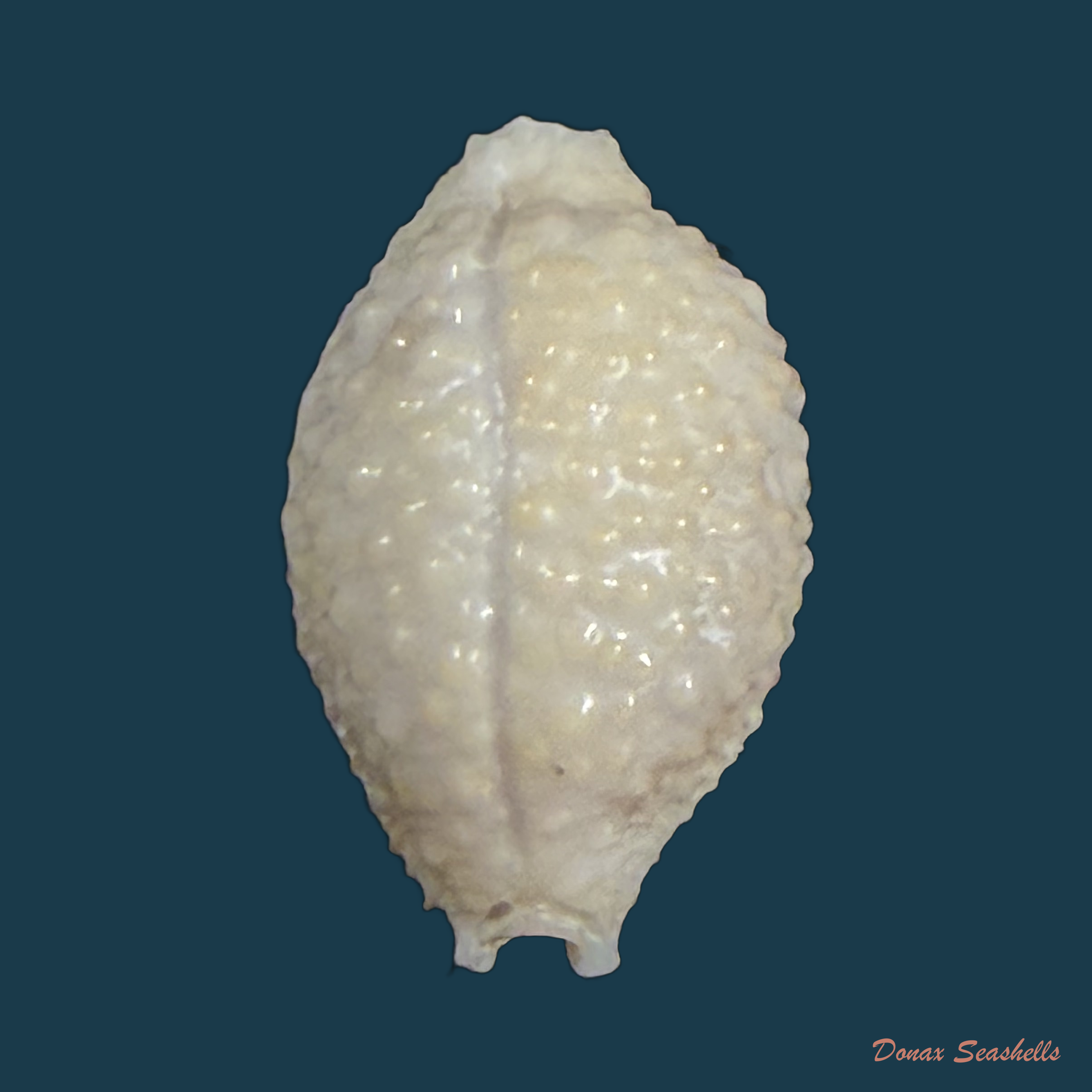 Nucleolaria nucleus (Linnaeus, 1758) - 18mm