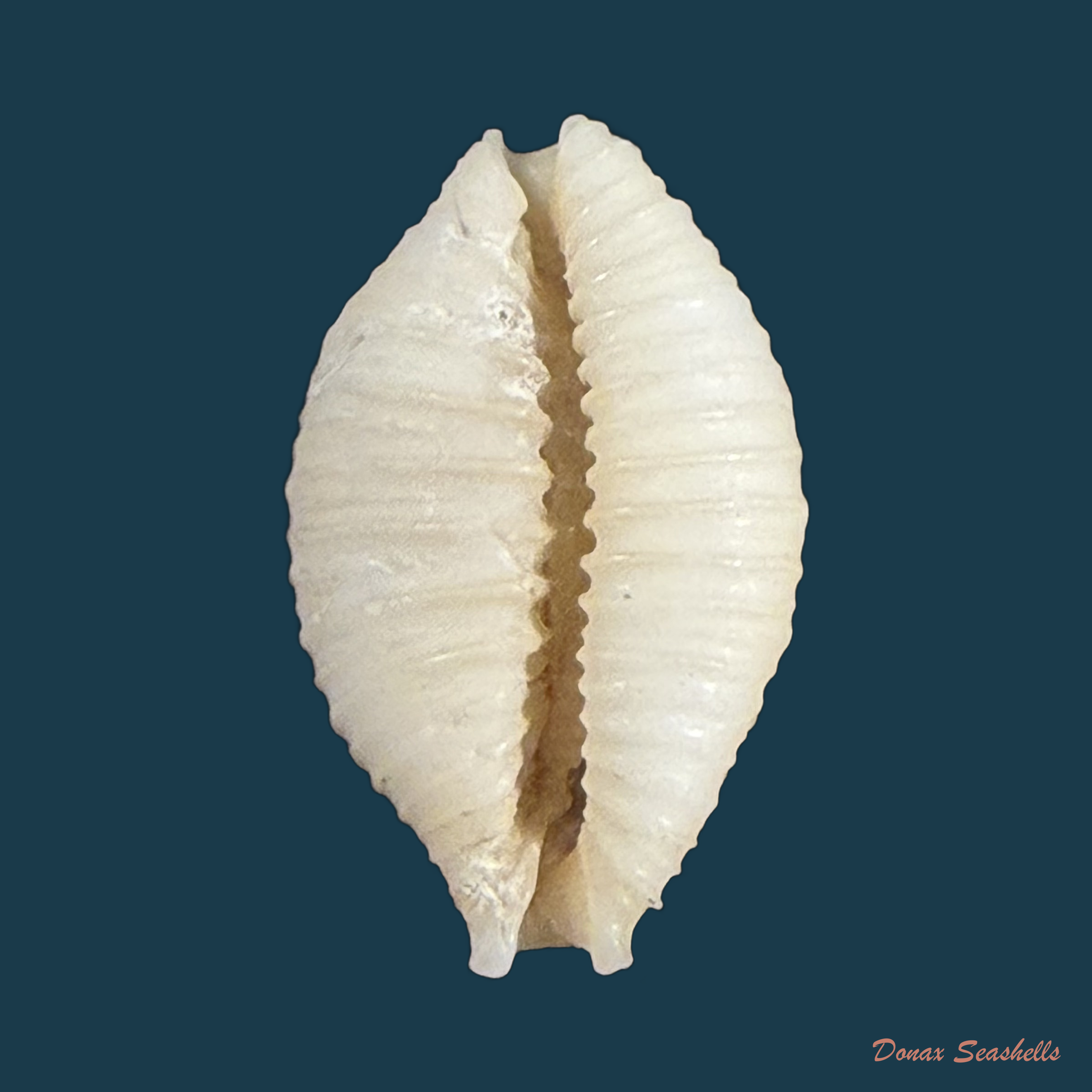 Nucleolaria nucleus (Linnaeus, 1758) - 18mm