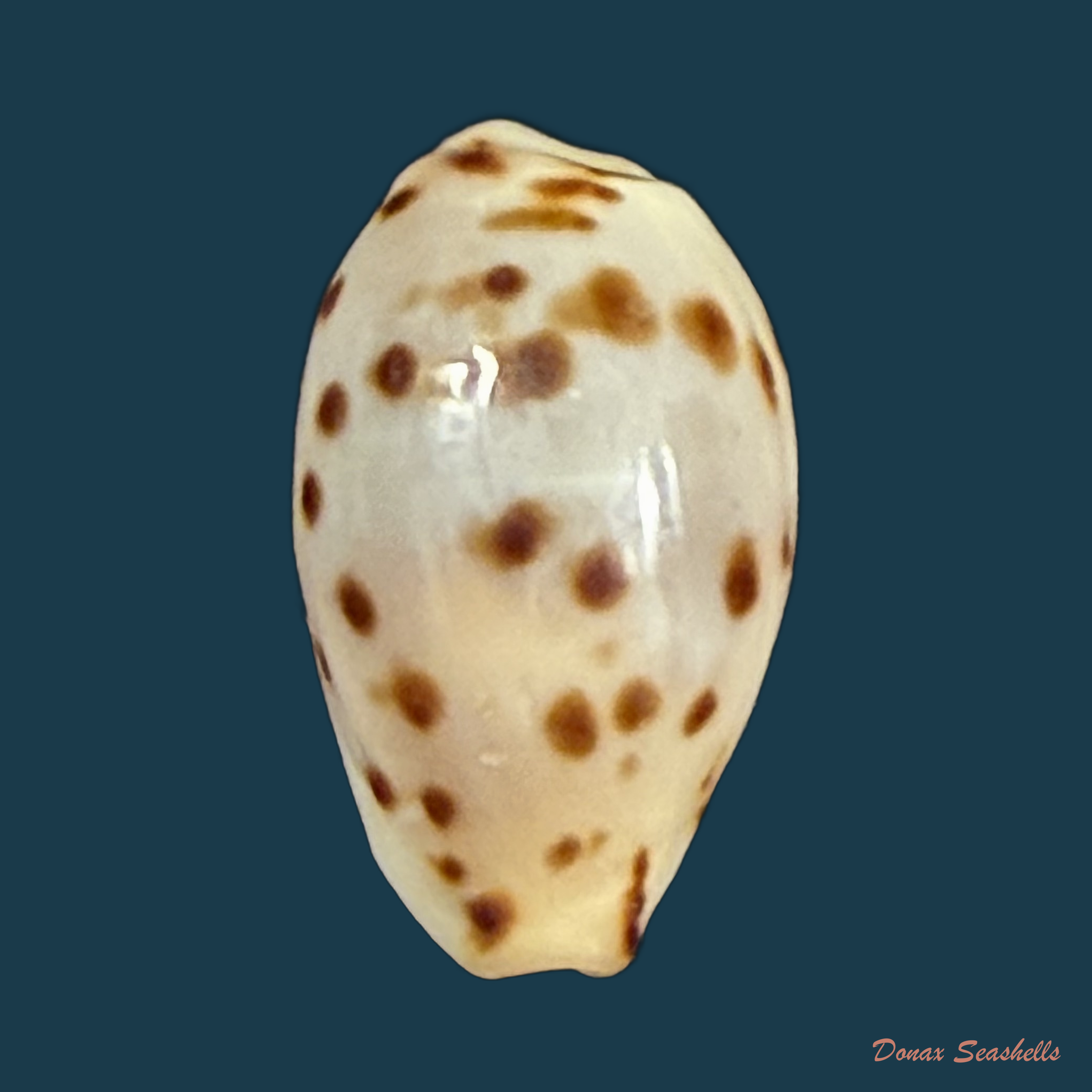 Ransoniella punctata (Linnaeus, 1758) - 15,3mm