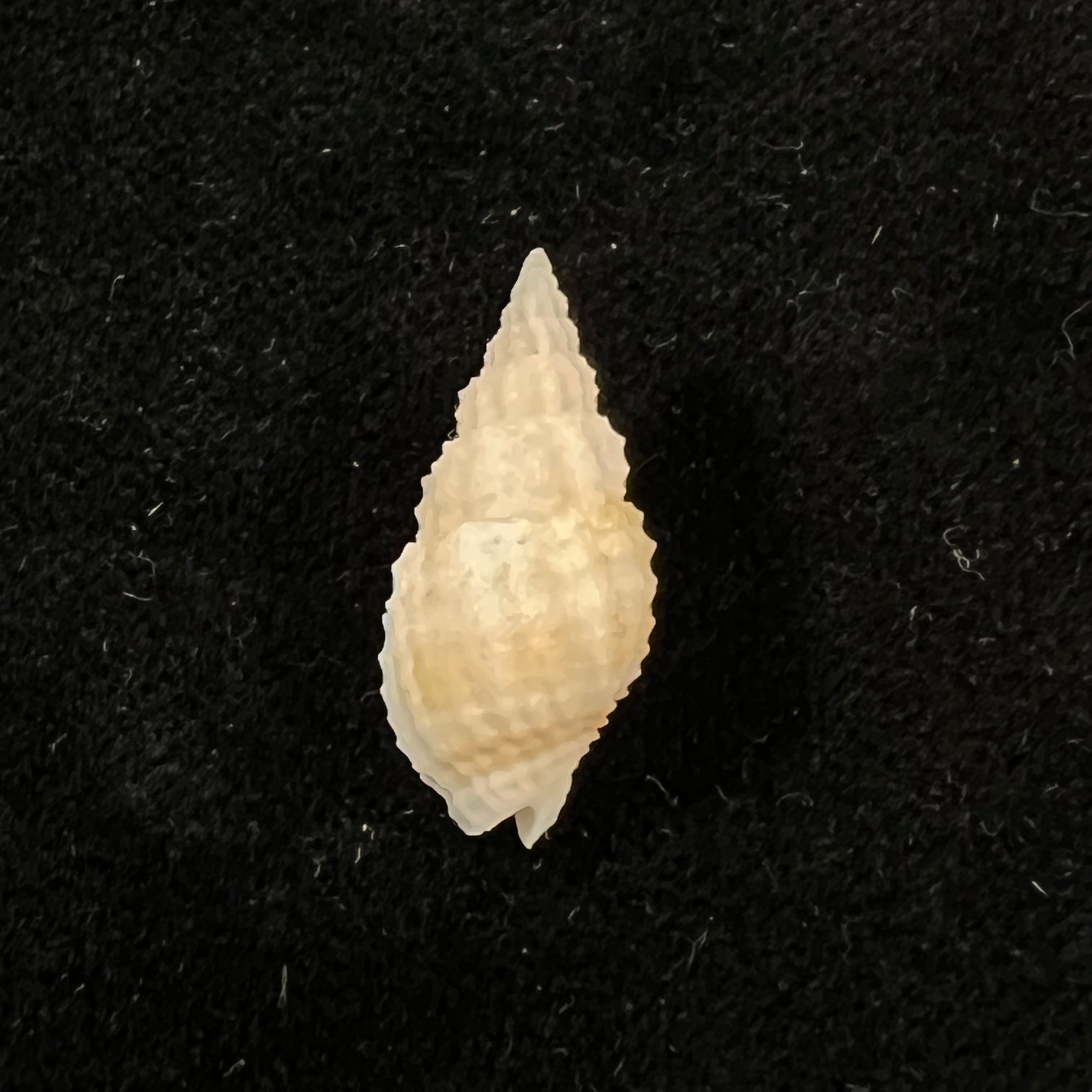 Antillophos candeanus (A. d'Orbigny, 1853) - 23,5mm