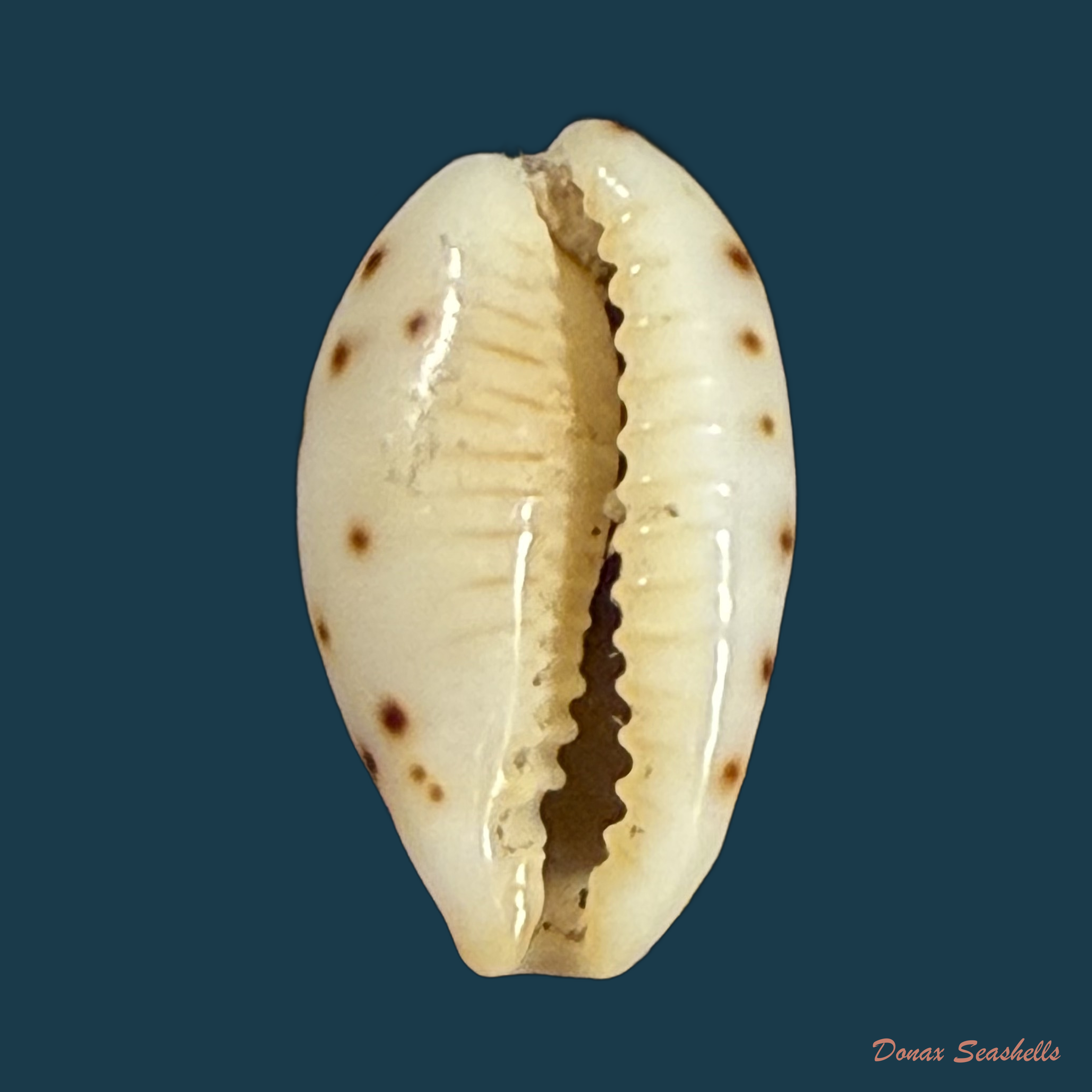 Ransoniella punctata (Linnaeus, 1758) - 15,3mm
