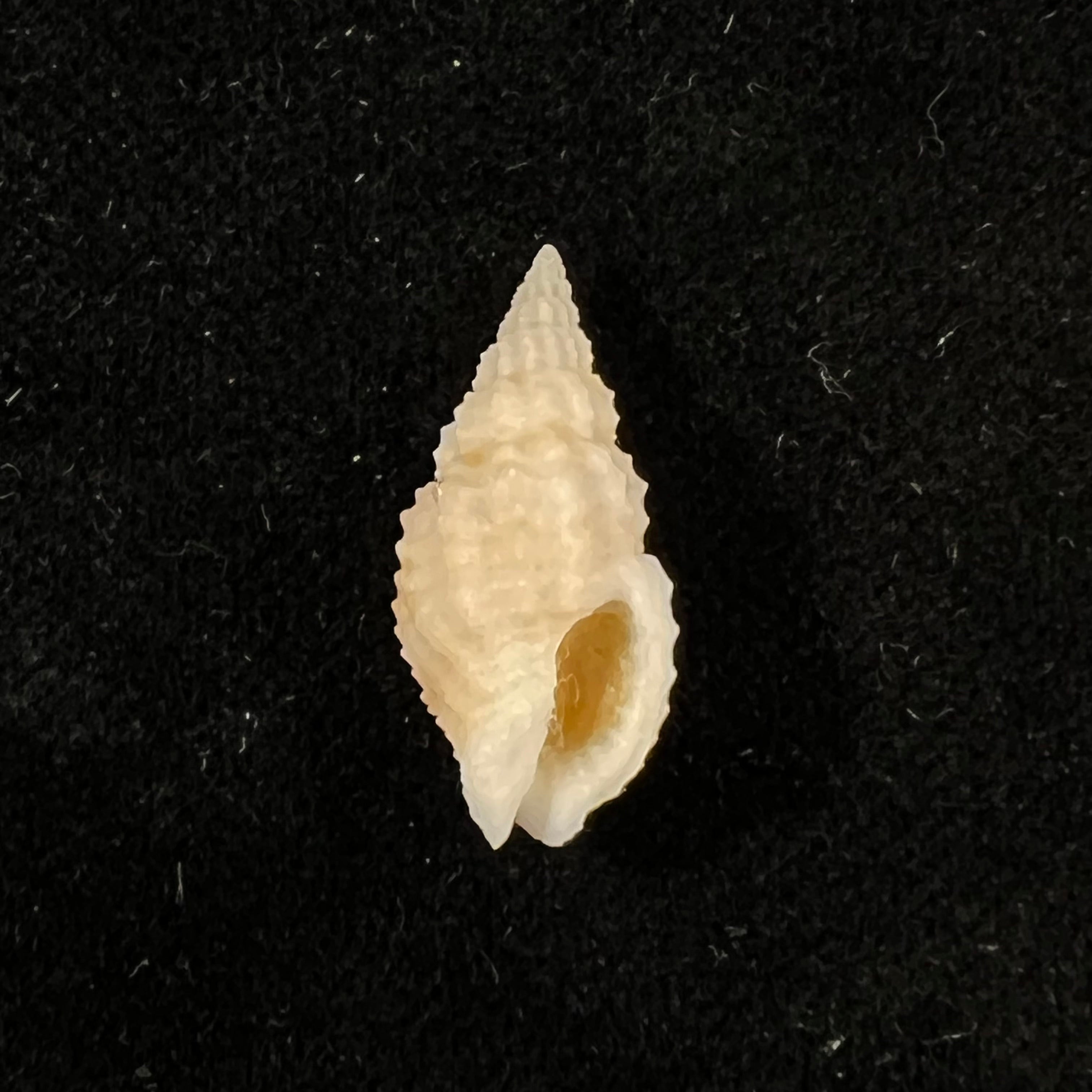 Antillophos candeanus (A. d'Orbigny, 1853) - 23,5mm