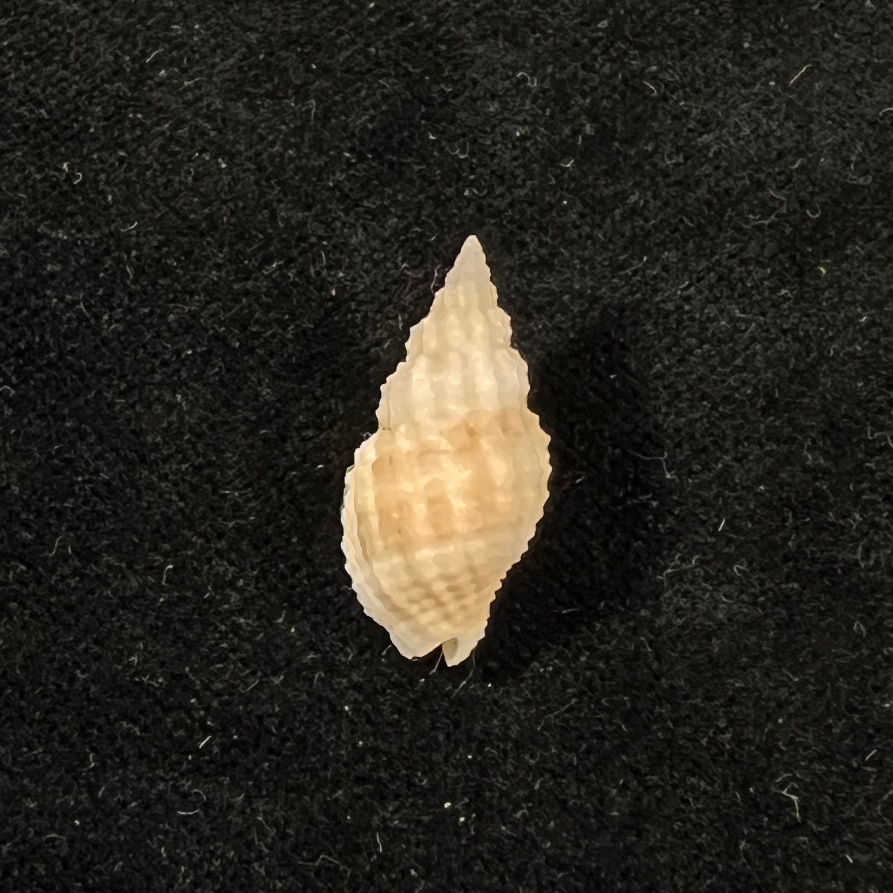 Antillophos candeanus (A. d'Orbigny, 1853) - 24,4mm