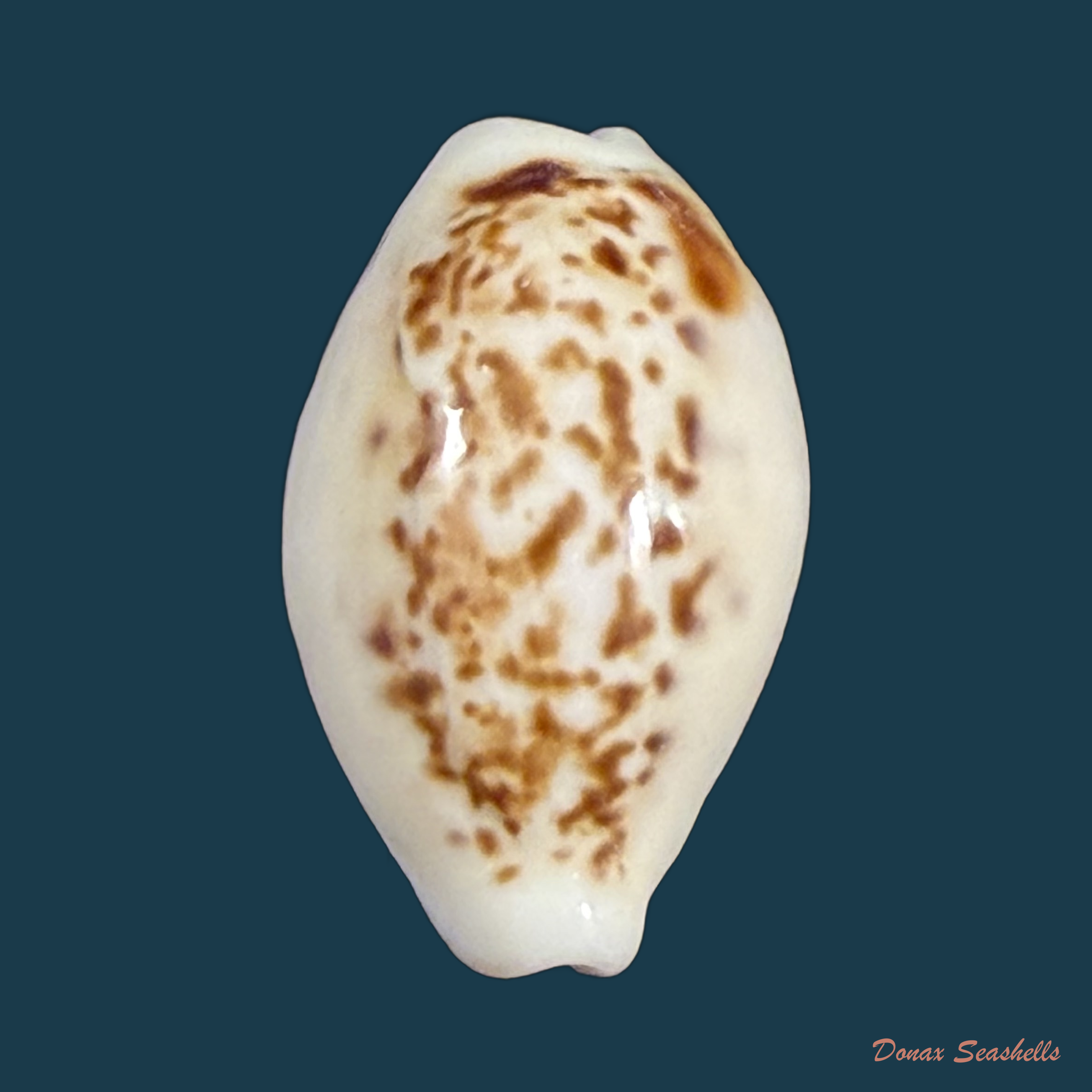 Eclogavena coxeni (J. C. Cox, 1873) - 20,5mm