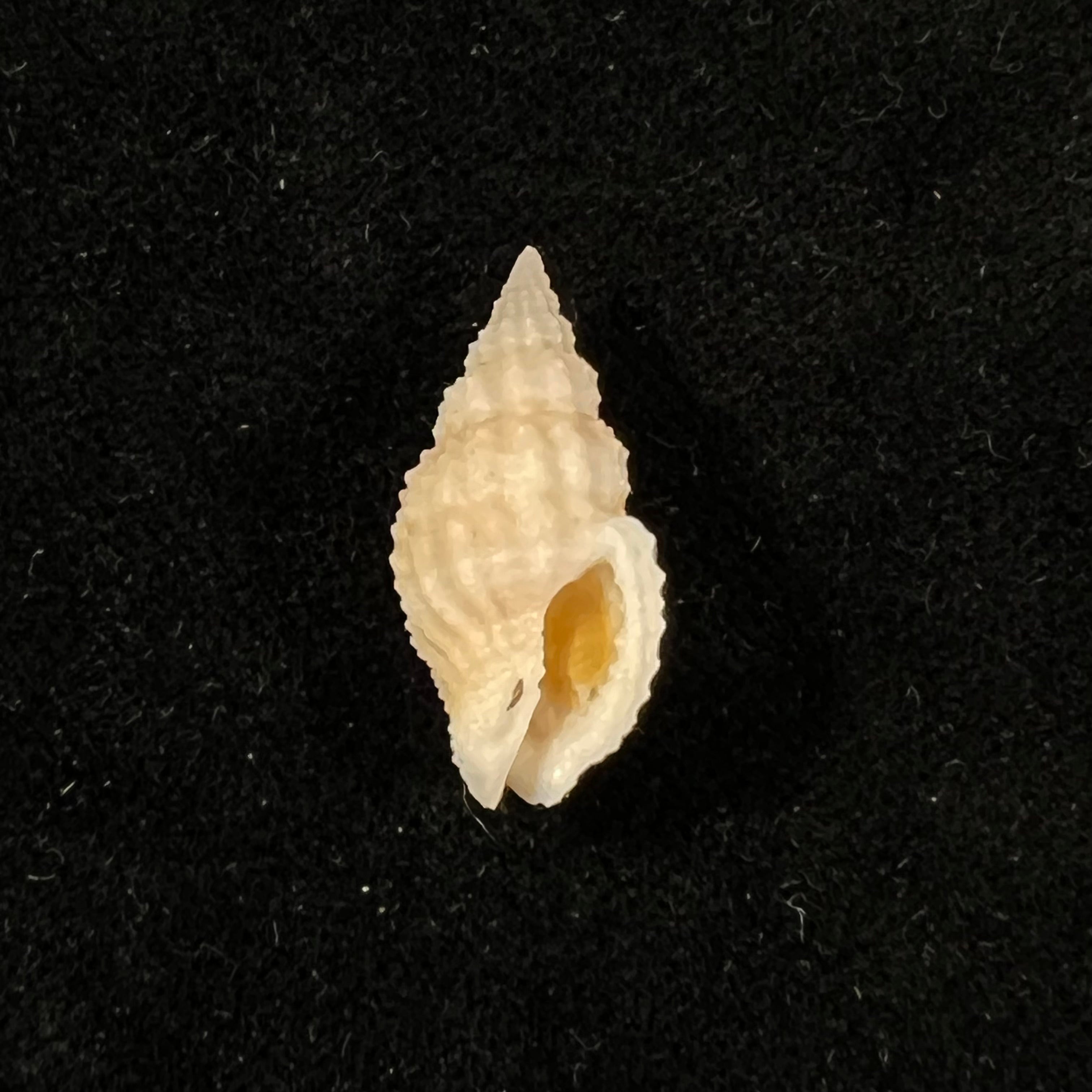 Antillophos candeanus (A. d'Orbigny, 1853) - 24,4mm