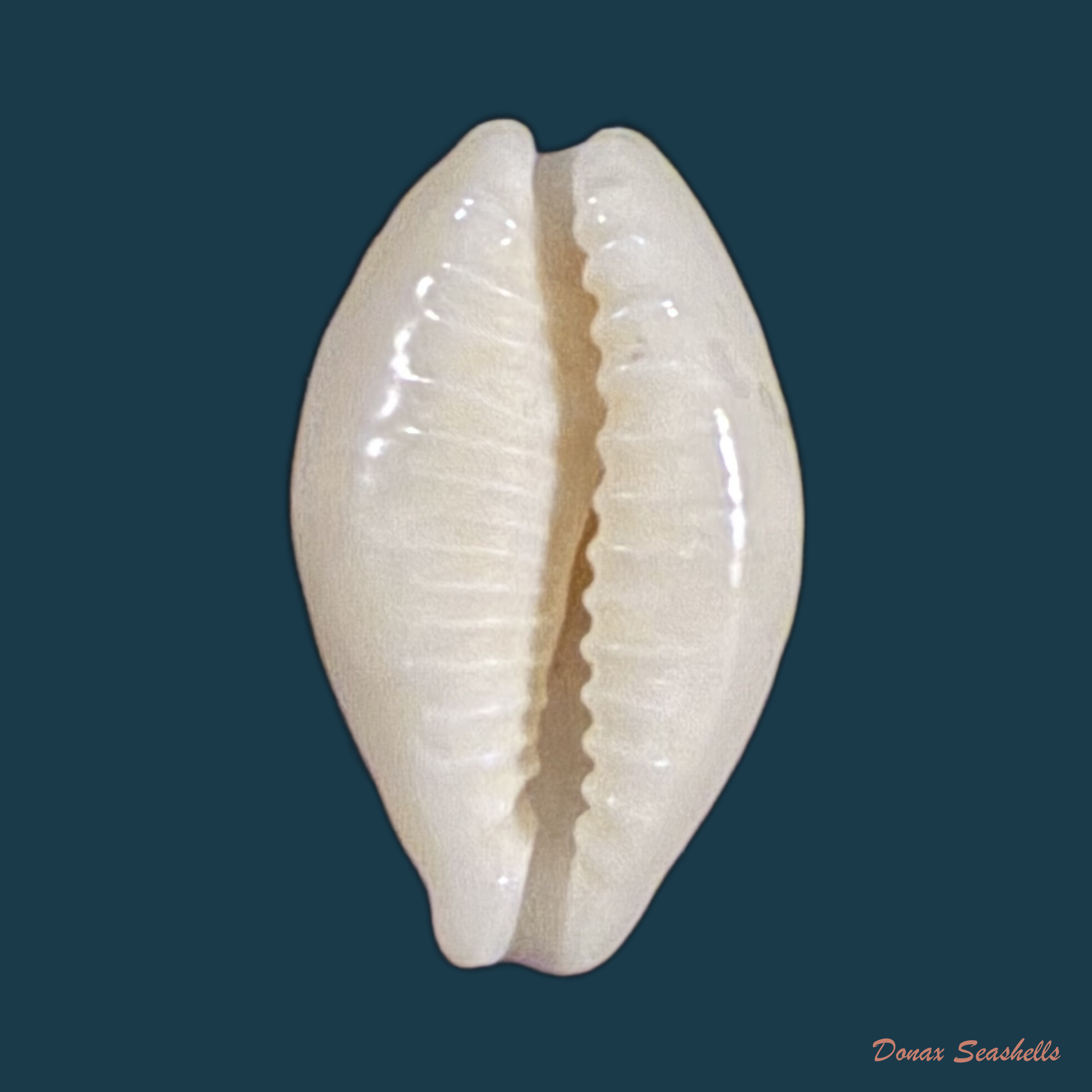 Eclogavena coxeni (J. C. Cox, 1873) - 20,5mm