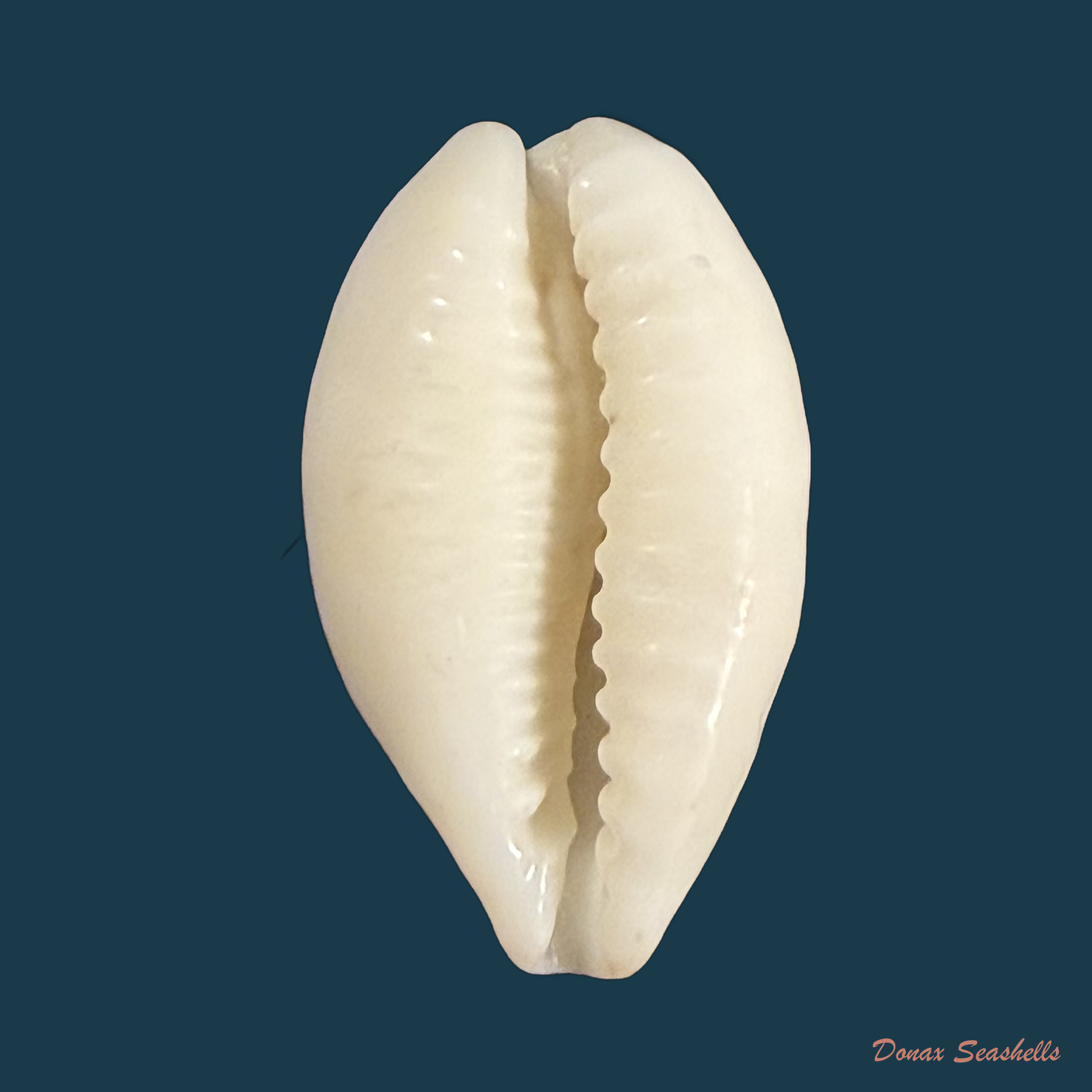 Eclogavena coxeni (J. C. Cox, 1873) - 23,6mm