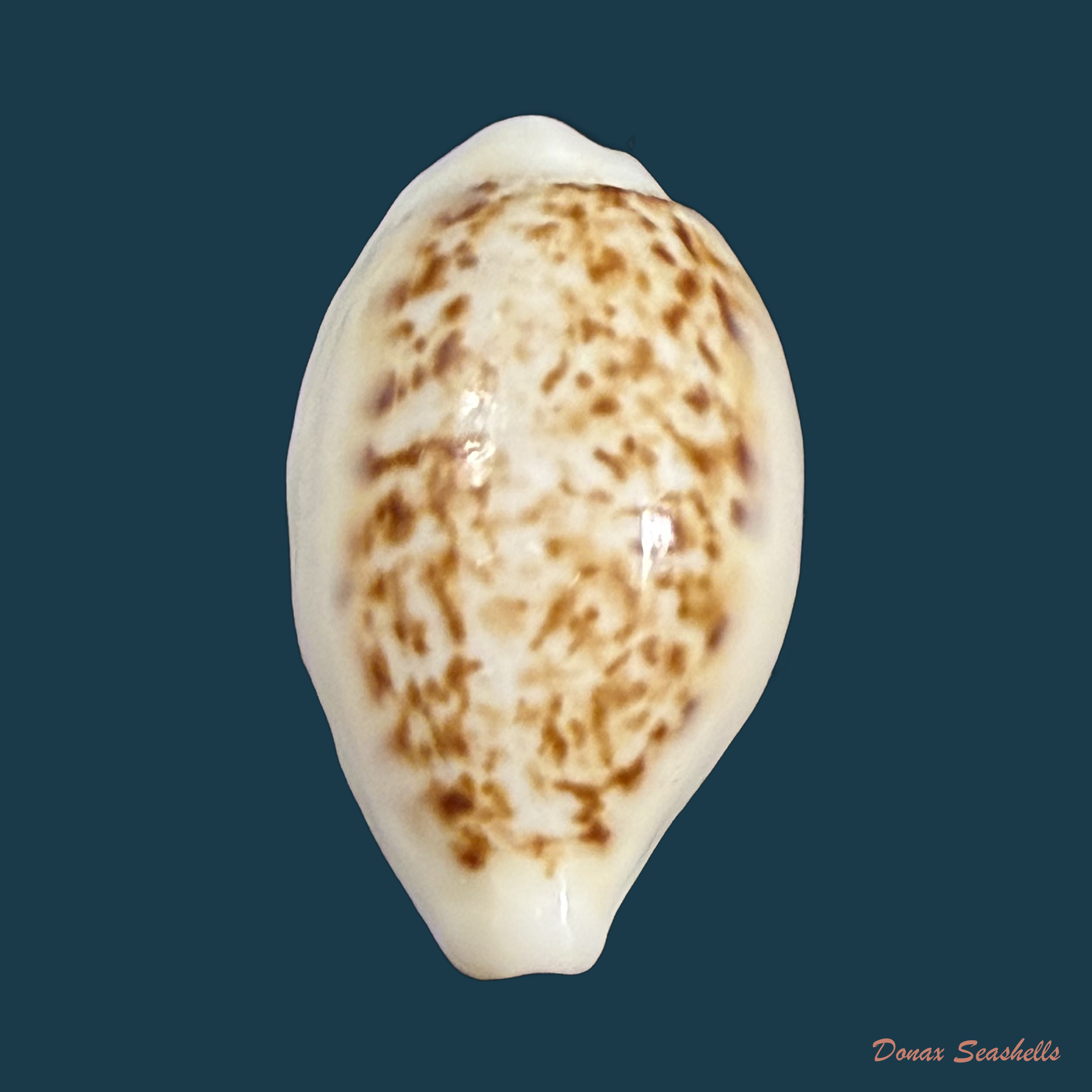 Eclogavena coxeni (J. C. Cox, 1873) - 23,6mm