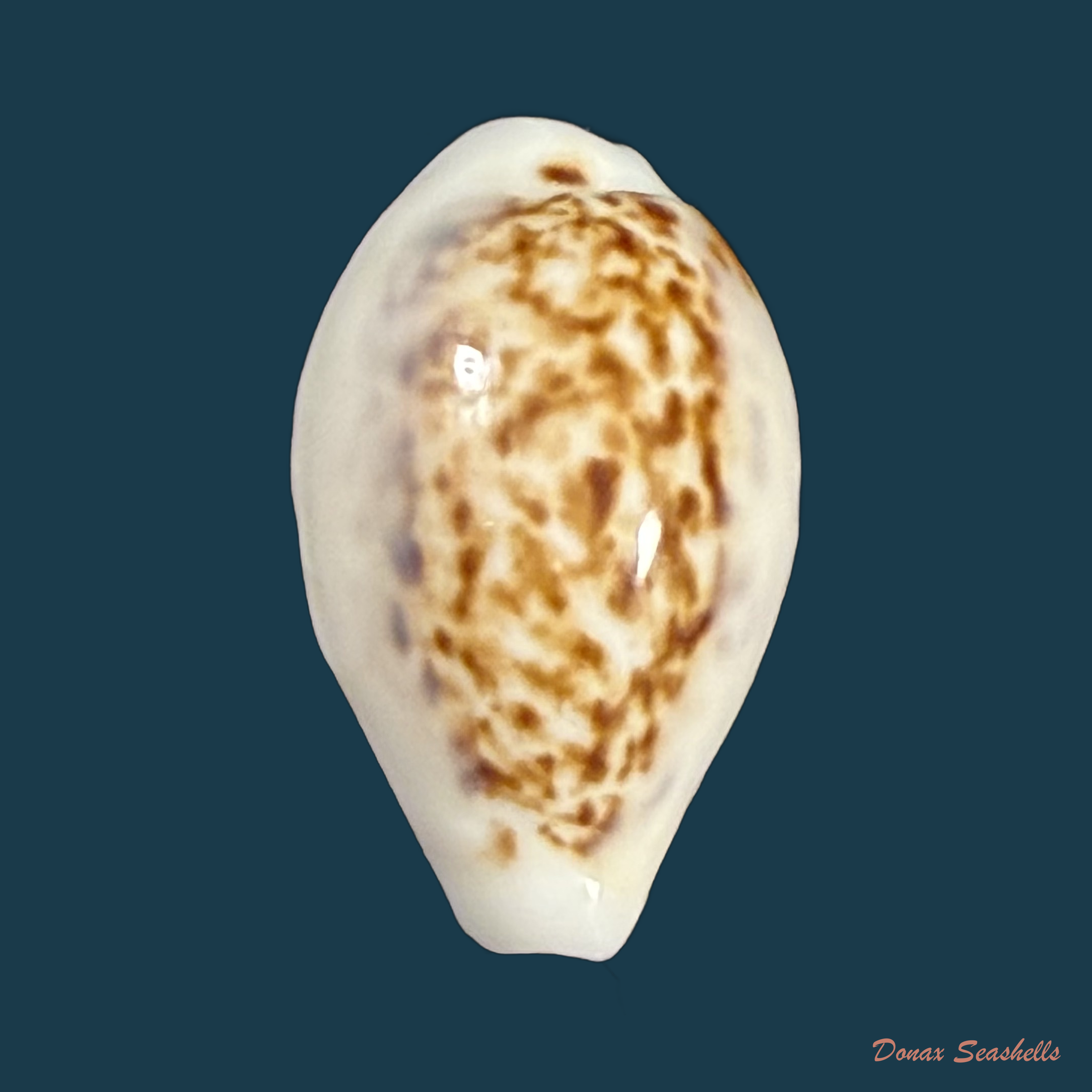 Eclogavena coxeni (J. C. Cox, 1873) - 19,3mm
