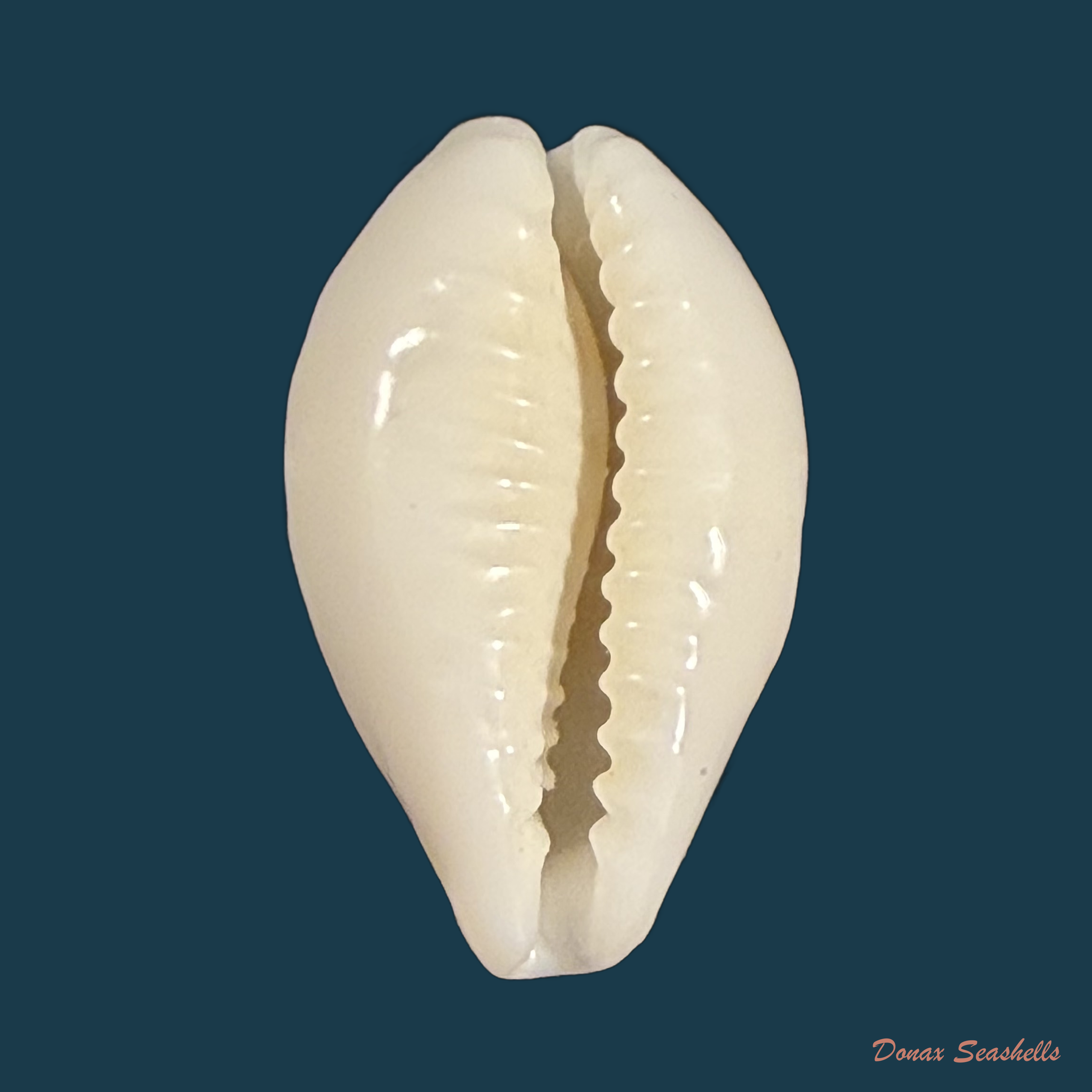 Eclogavena coxeni (J. C. Cox, 1873) - 19,3mm