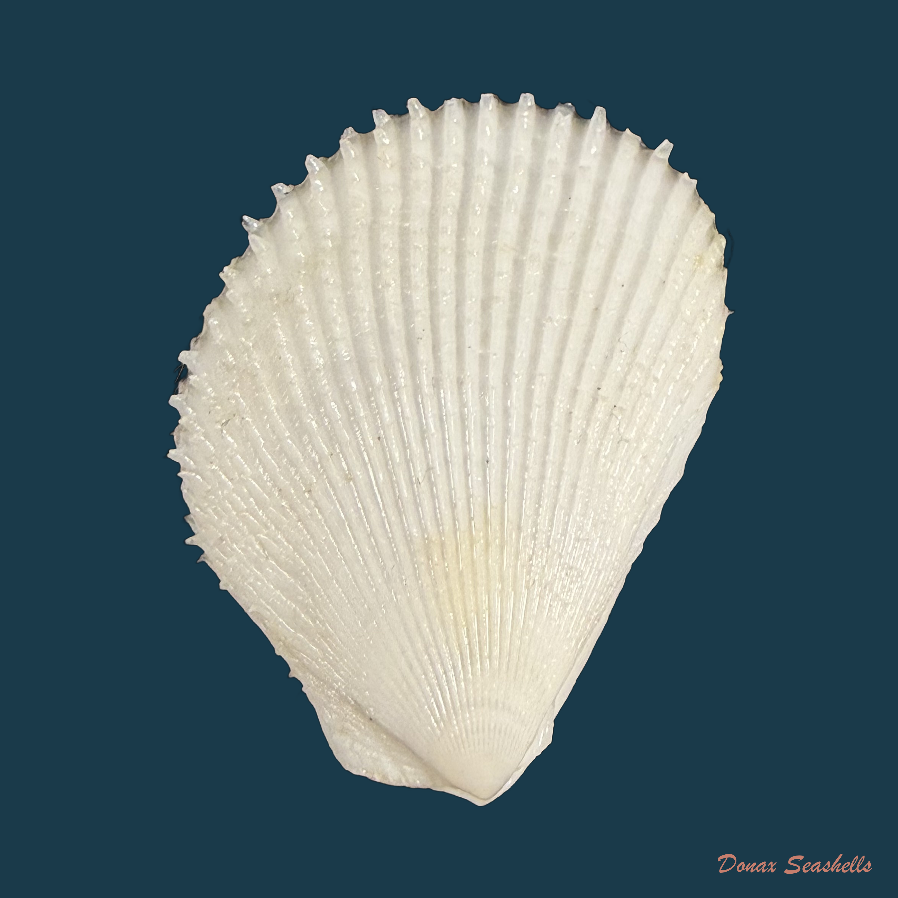 Lima caribaea d'Orbigny, 1853 - 40,1mm