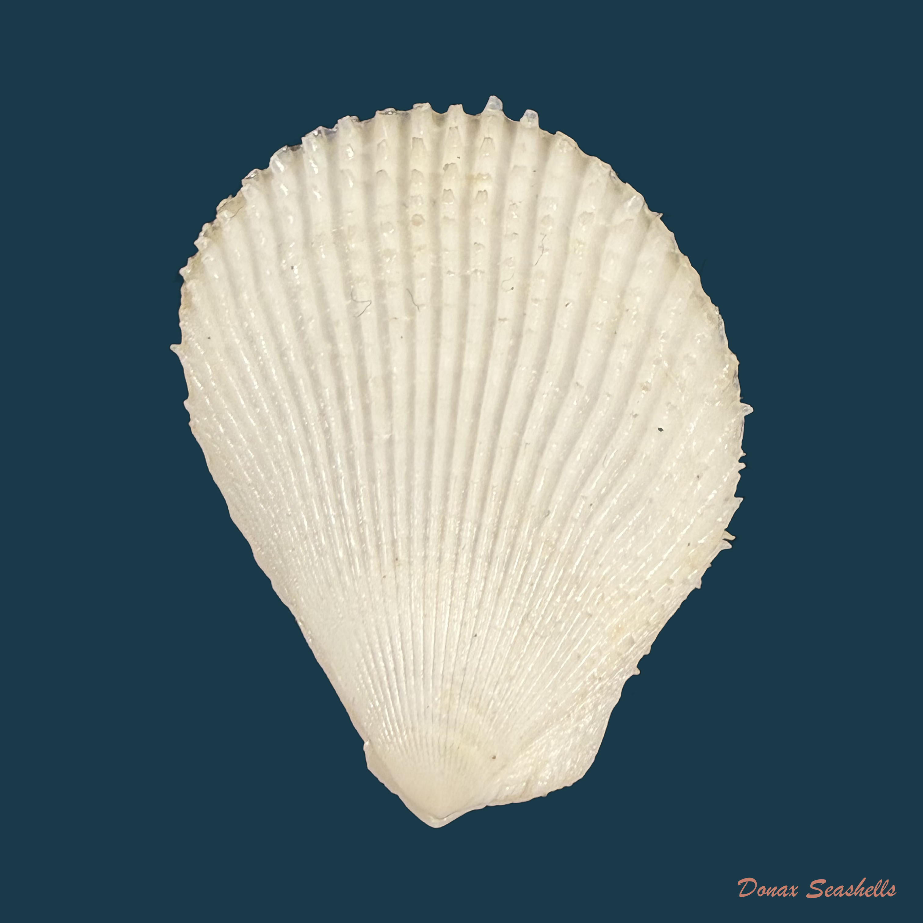 Lima caribaea d'Orbigny, 1853 - 40,1mm