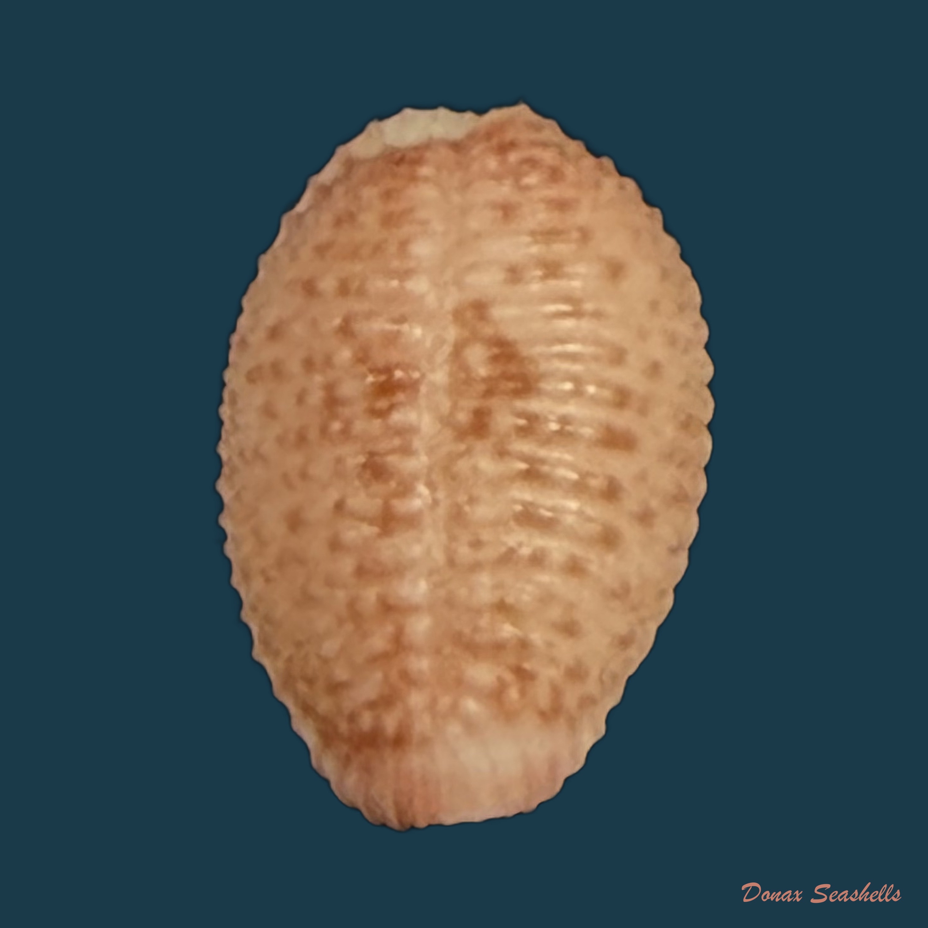Niveria suffusa (J. E. Gray, 1827) - 8,9mm