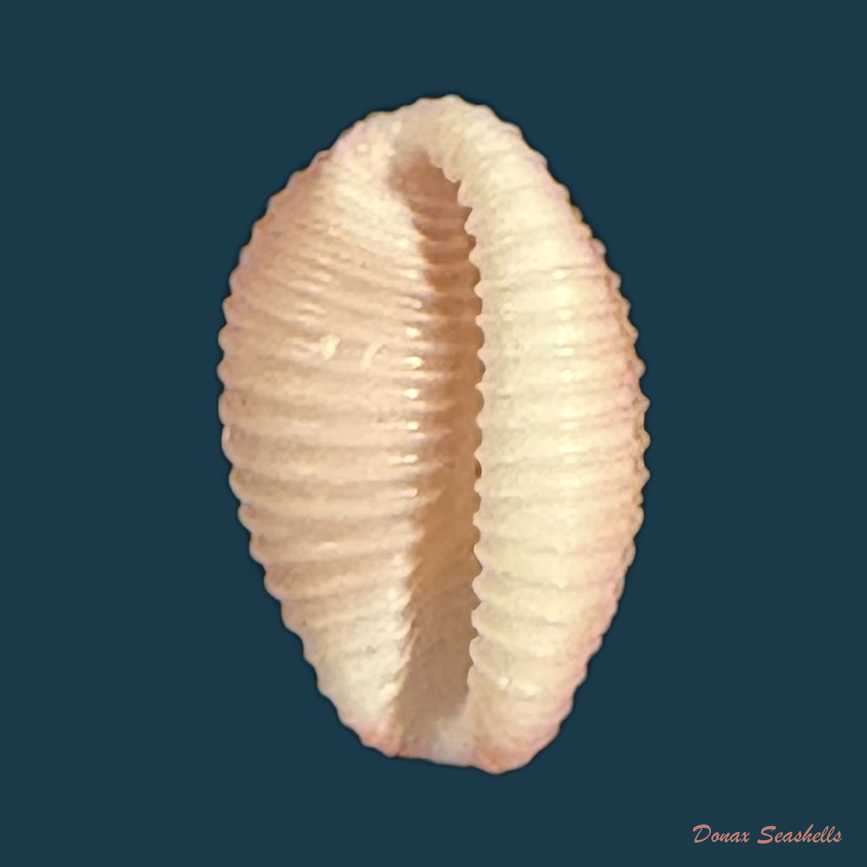 Niveria suffusa (J. E. Gray, 1827) - 8,9mm