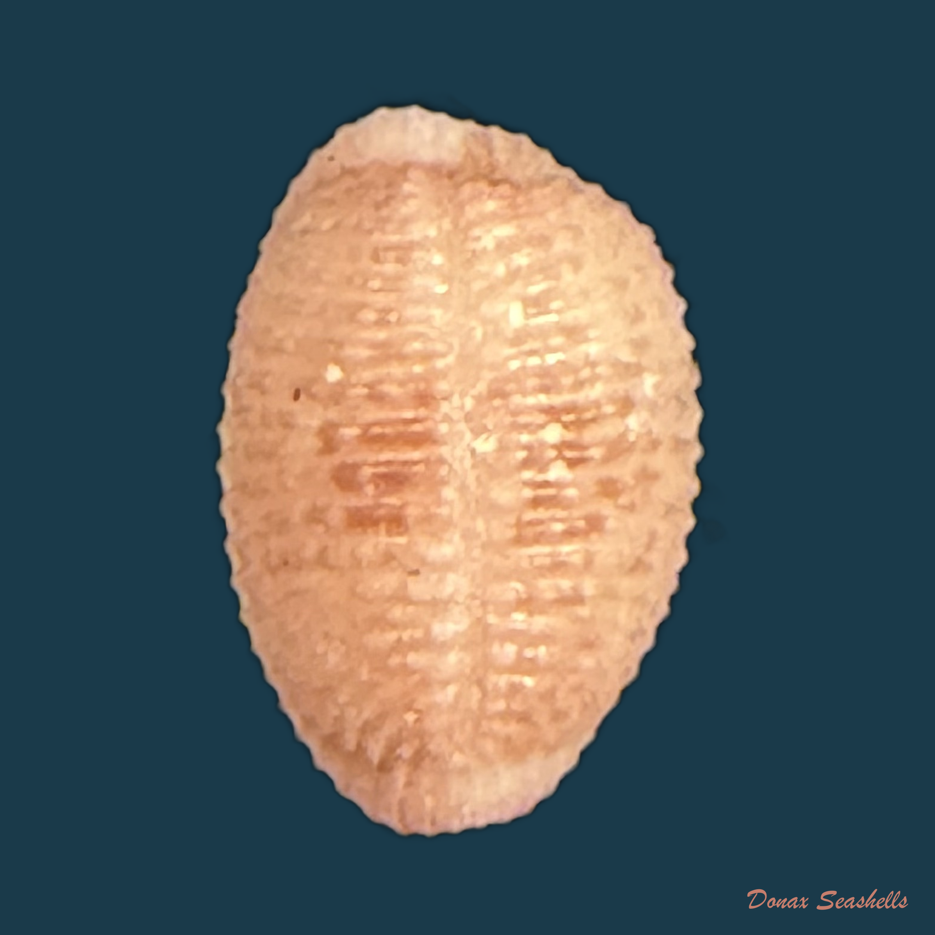 Niveria suffusa (J. E. Gray, 1827) - 9,1mm