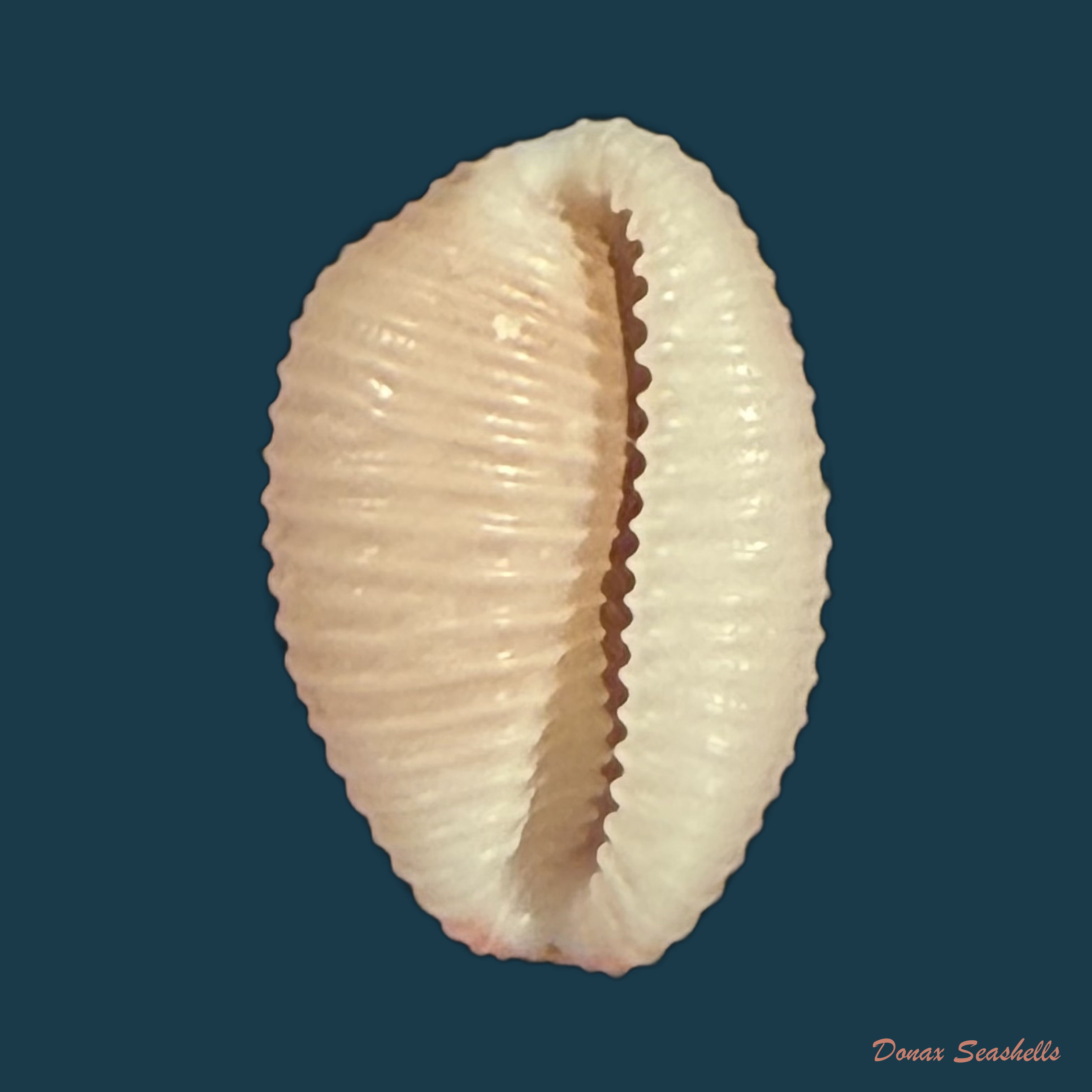 Niveria suffusa (J. E. Gray, 1827) - 9,1mm