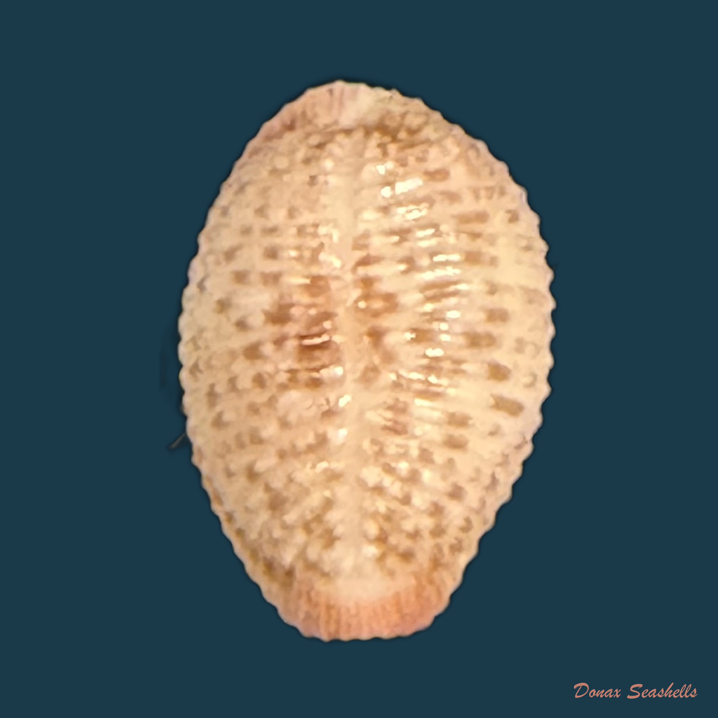 Niveria suffusa (J. E. Gray, 1827) - 9,3mm