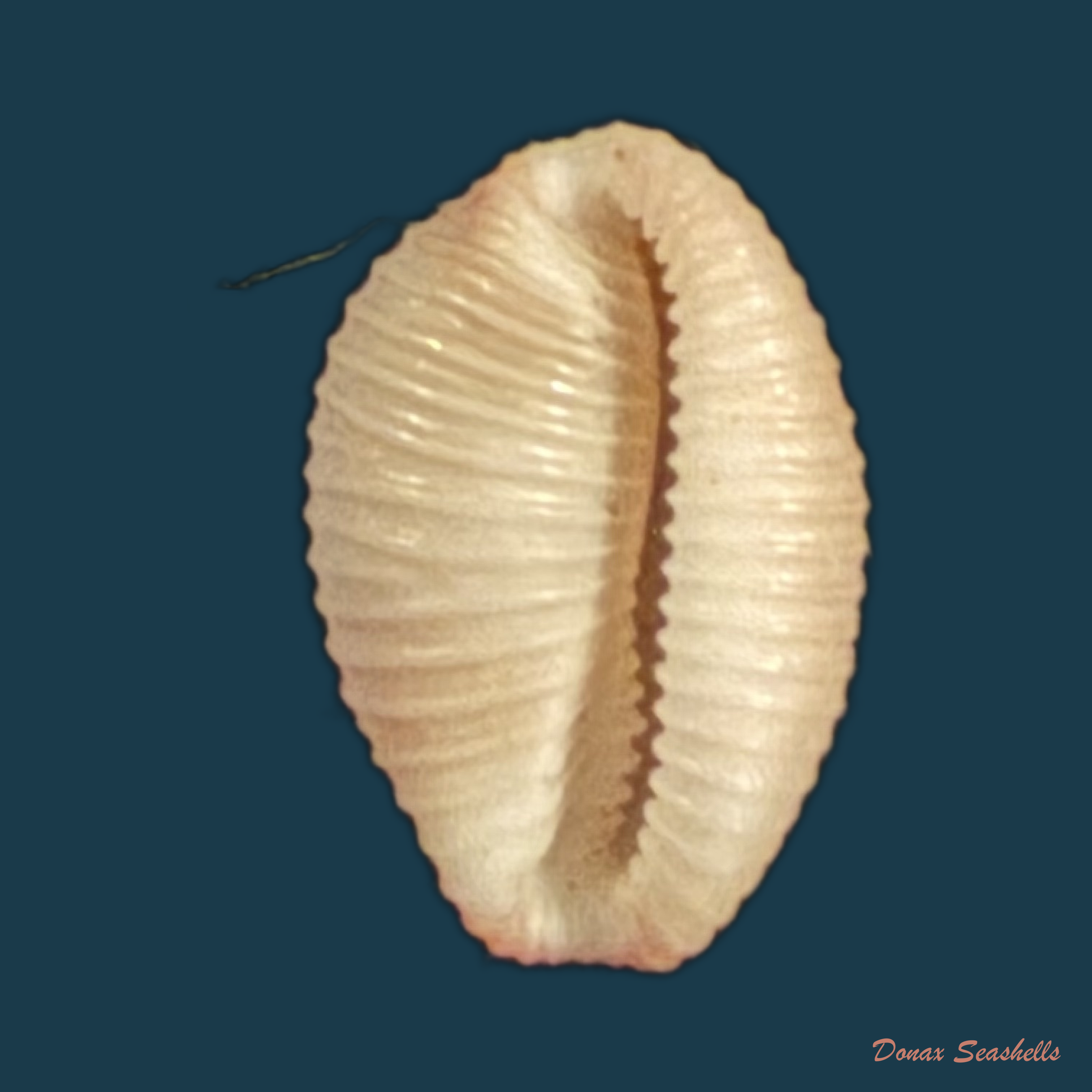 Niveria suffusa (J. E. Gray, 1827) - 9,3mm