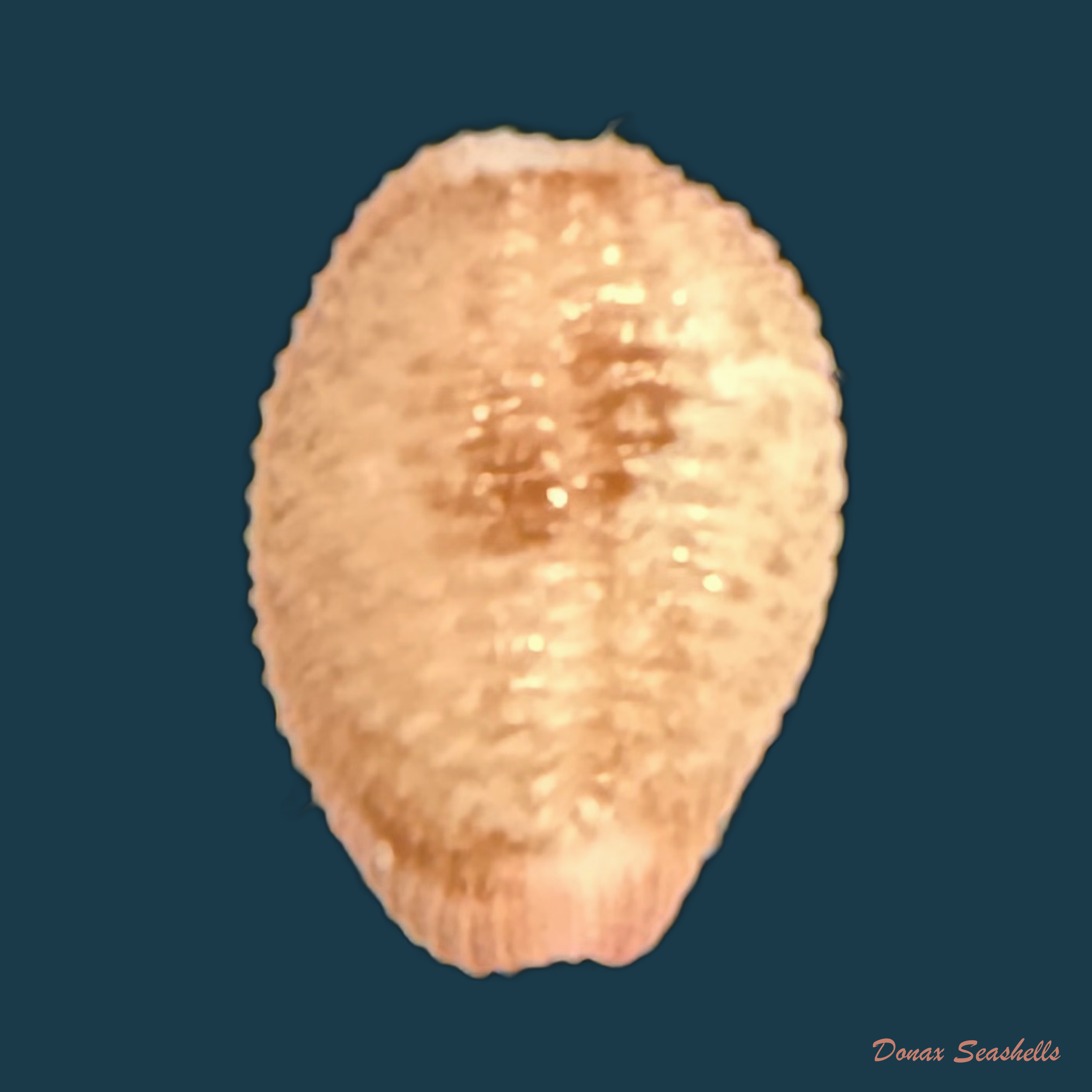 Niveria suffusa (J. E. Gray, 1827) - 9,8mm
