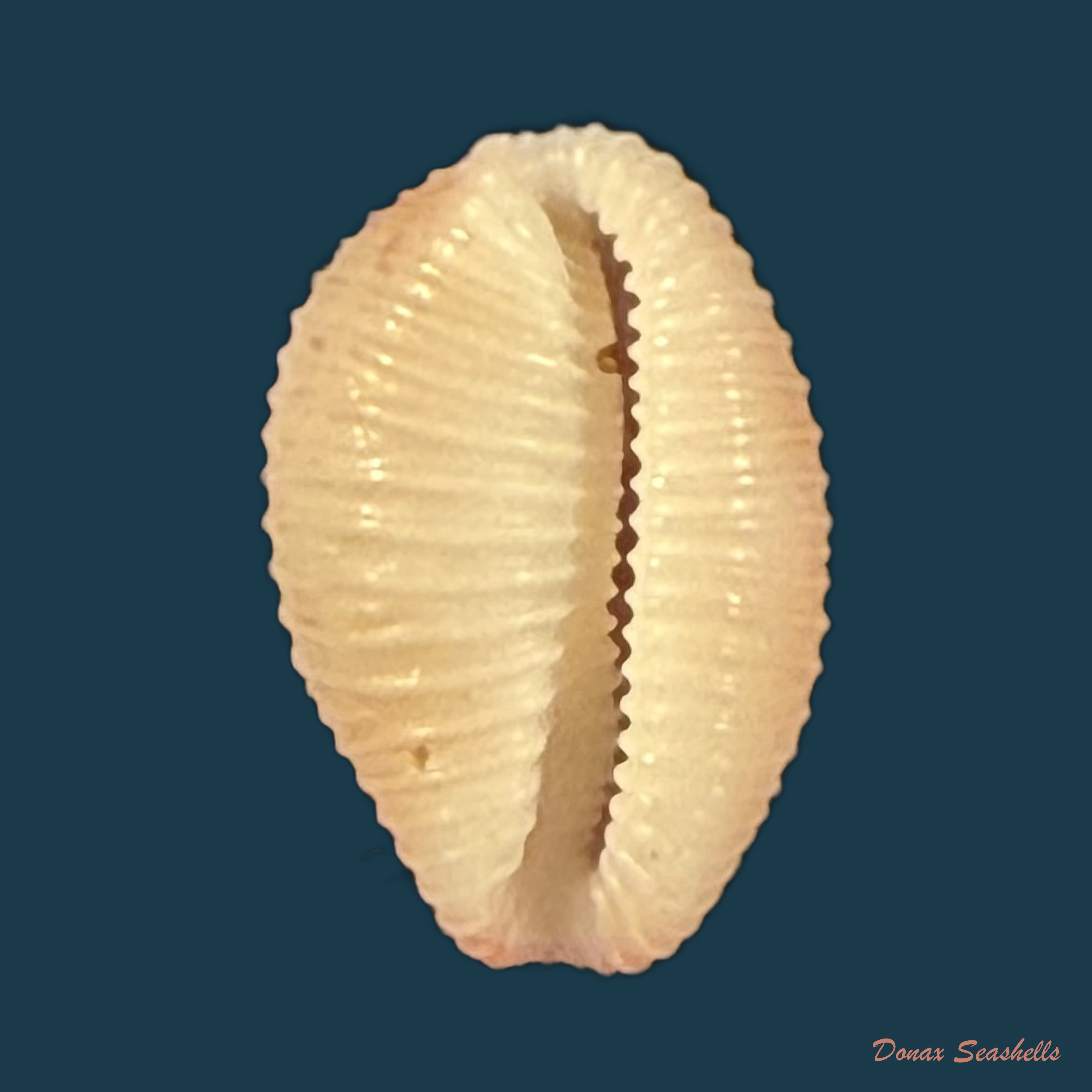 Niveria suffusa (J. E. Gray, 1827) - 9,8mm