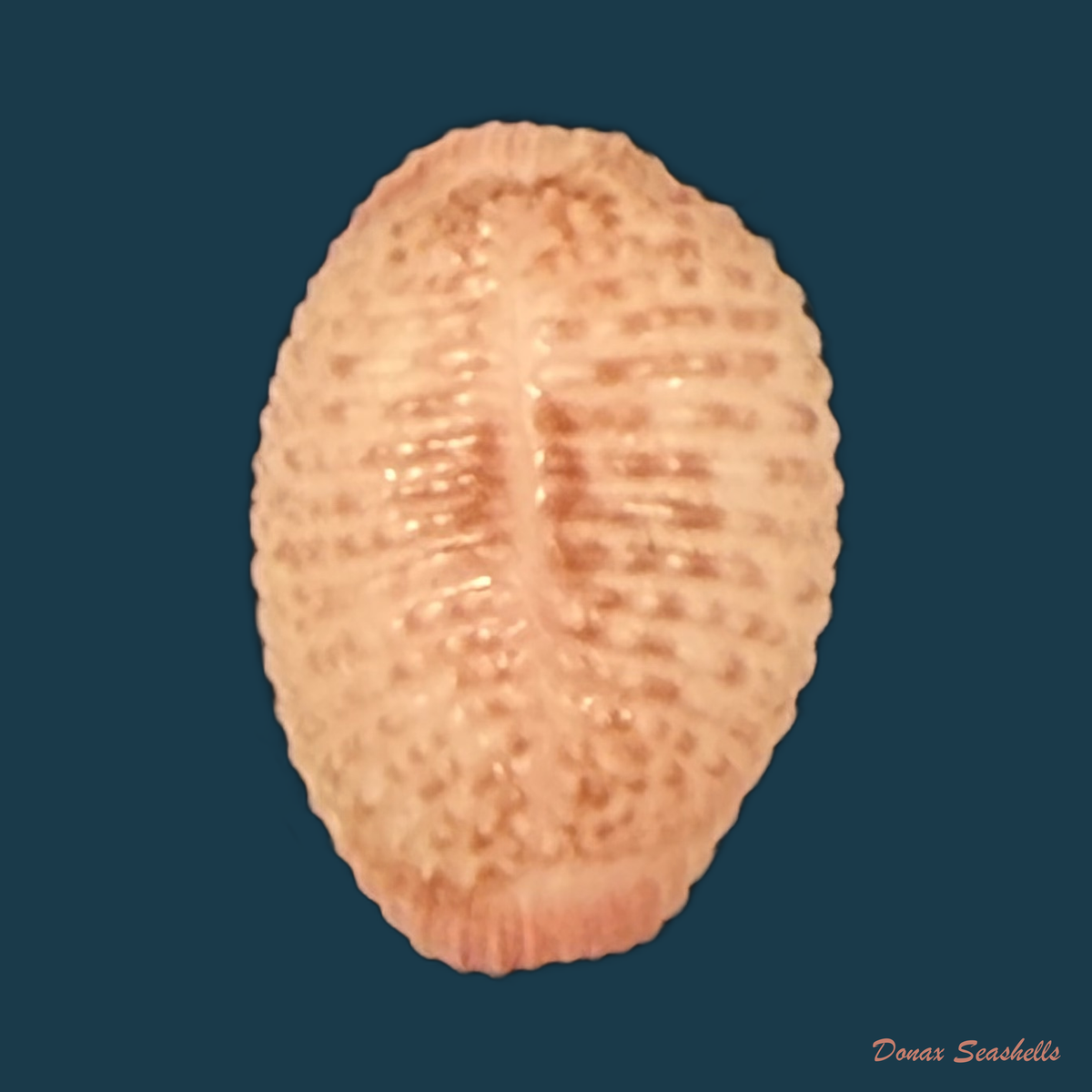 Niveria suffusa (J. E. Gray, 1827) - 8,7mm