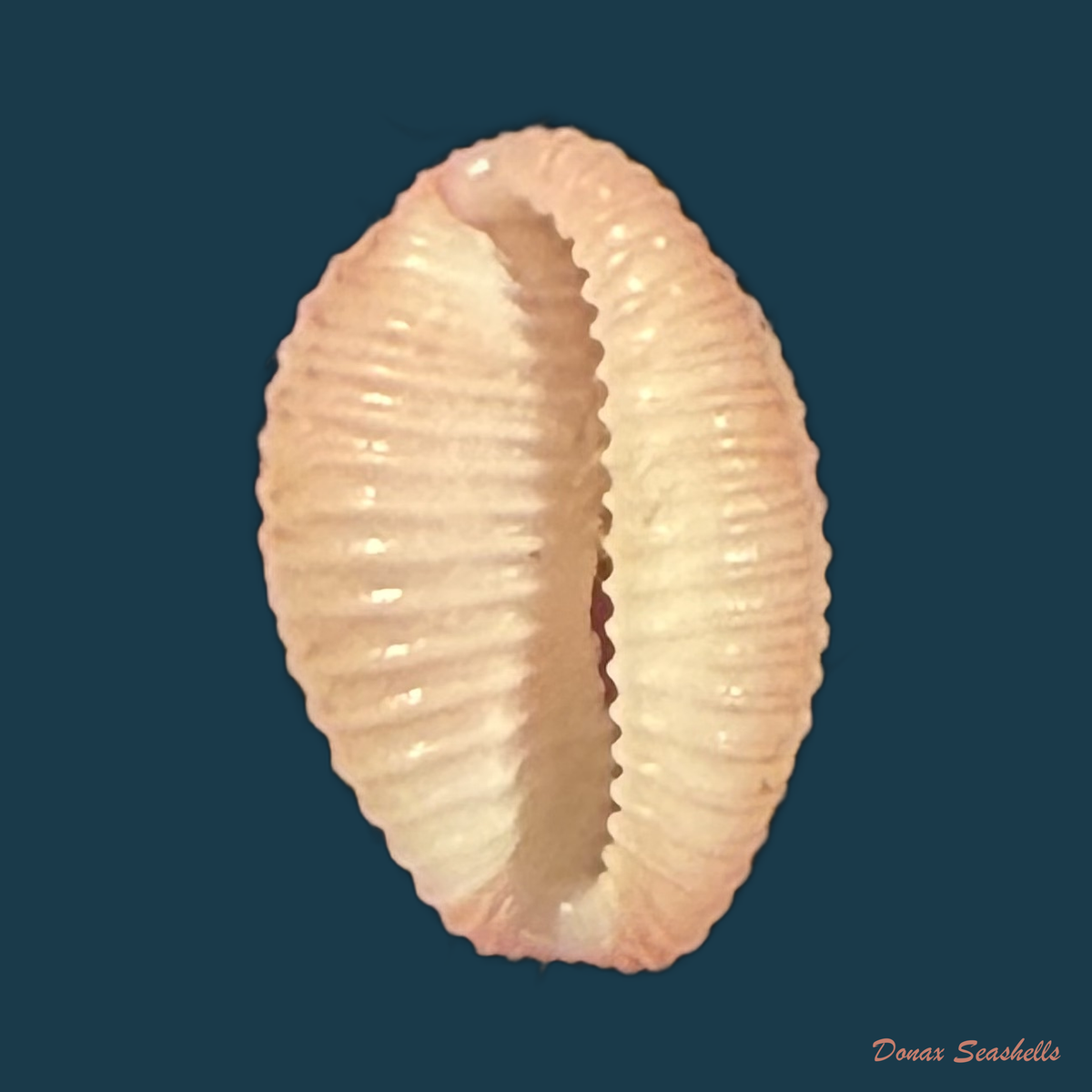 Niveria suffusa (J. E. Gray, 1827) - 8,7mm