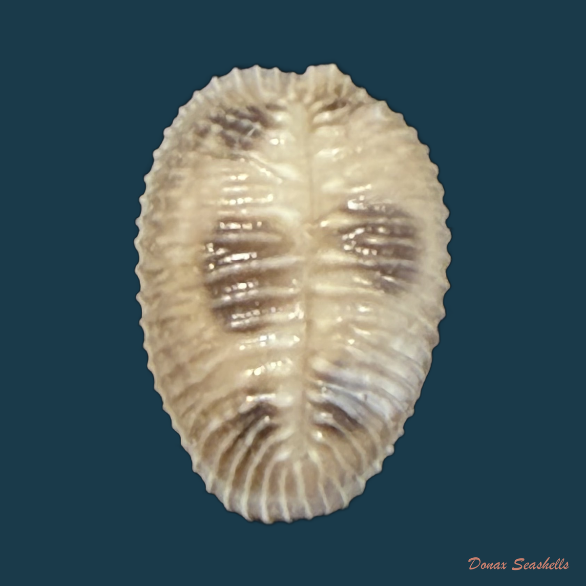 Pusula pediculus (Linnaeus, 1758) - 10,6mm