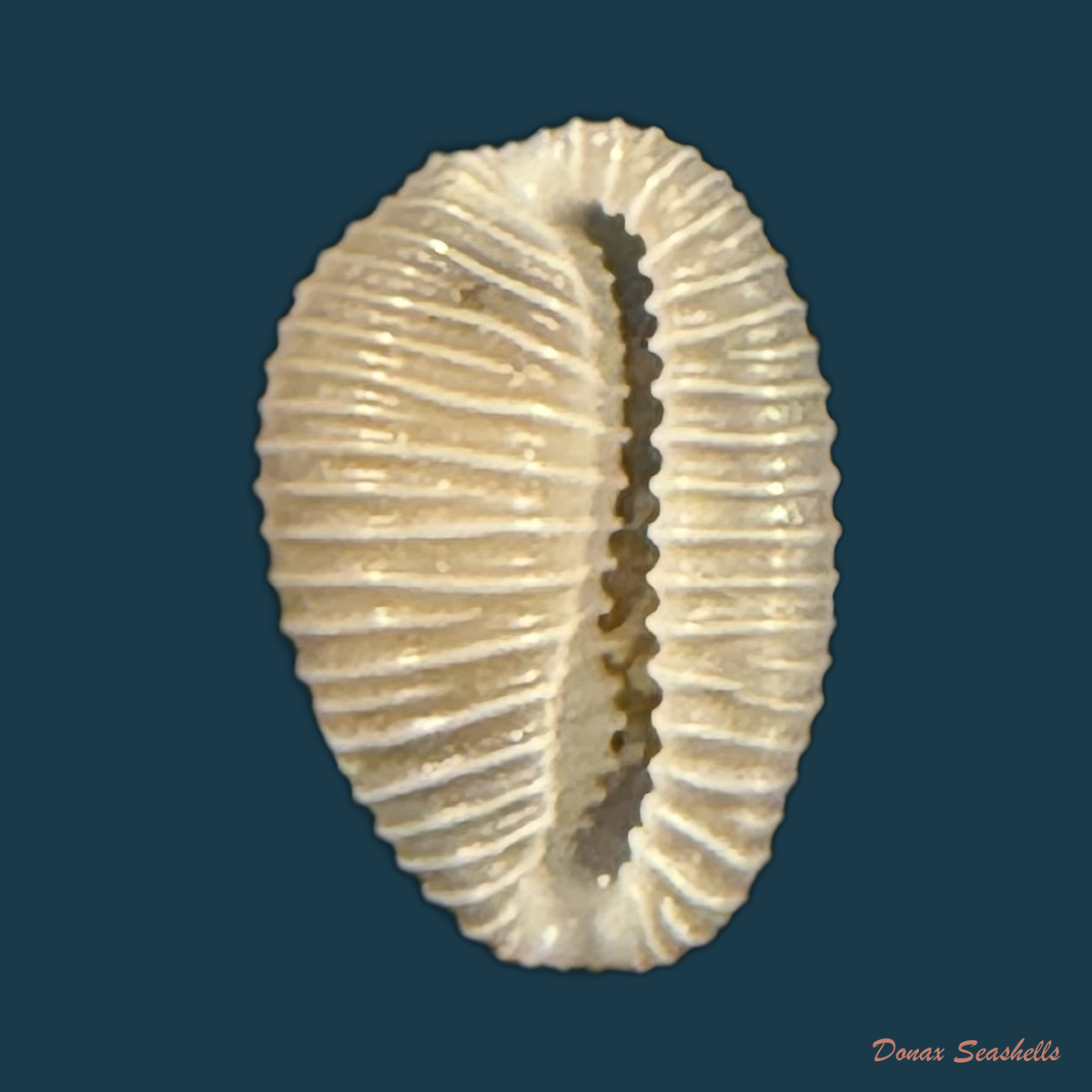 Pusula pediculus (Linnaeus, 1758) - 10,6mm