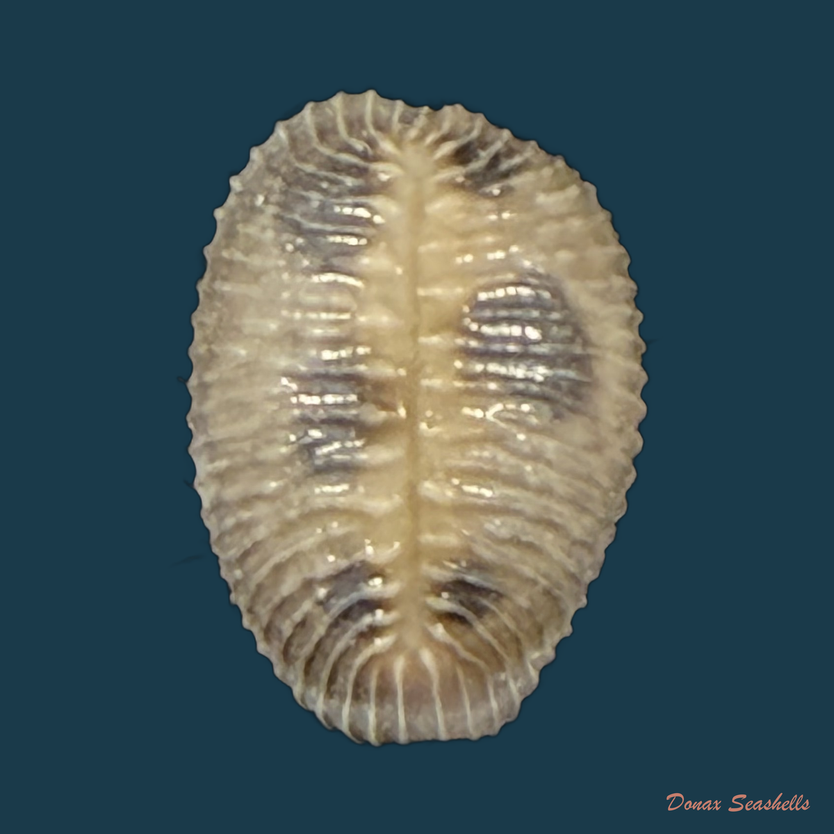 Pusula pediculus (Linnaeus, 1758) - 10mm