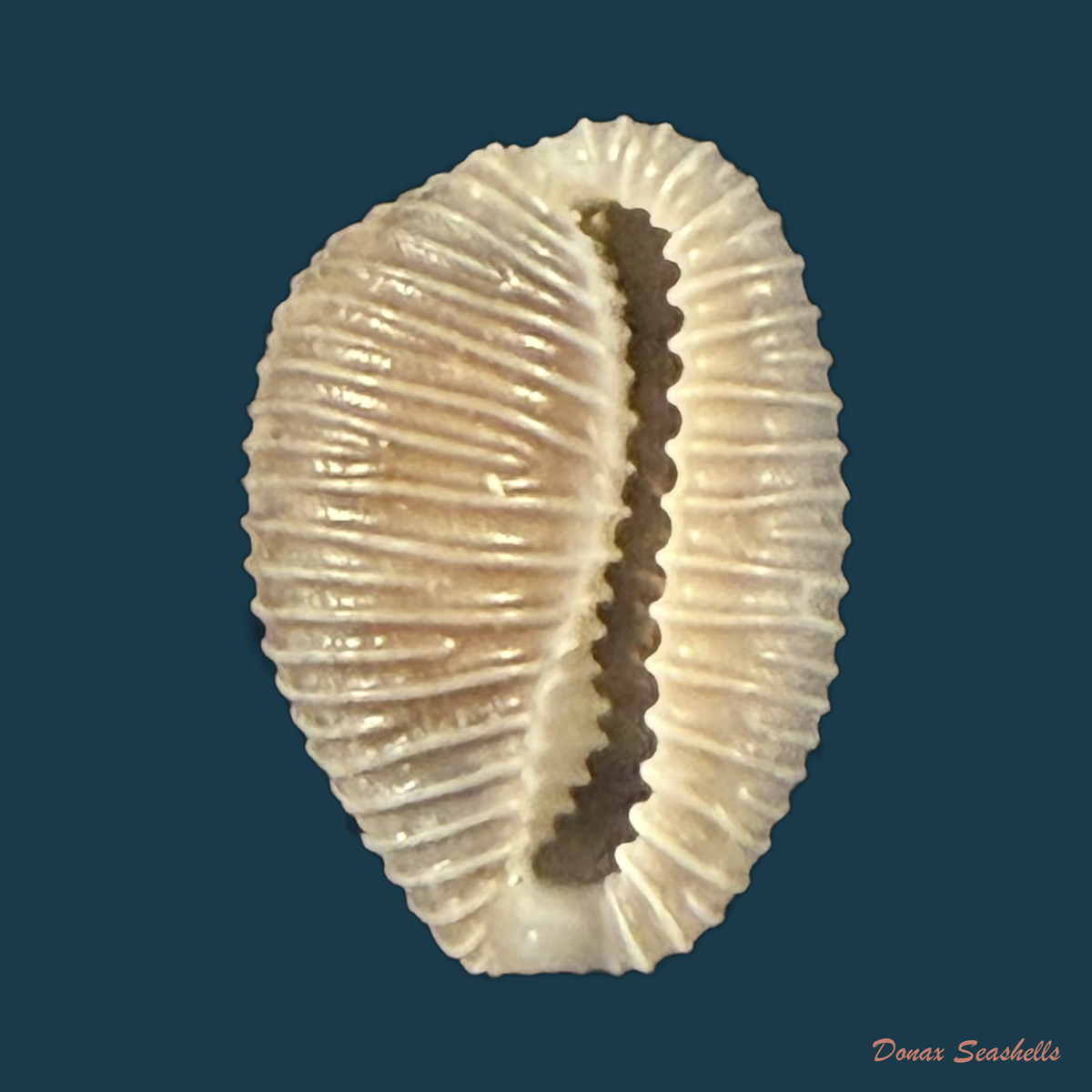 Pusula pediculus (Linnaeus, 1758) - 10mm