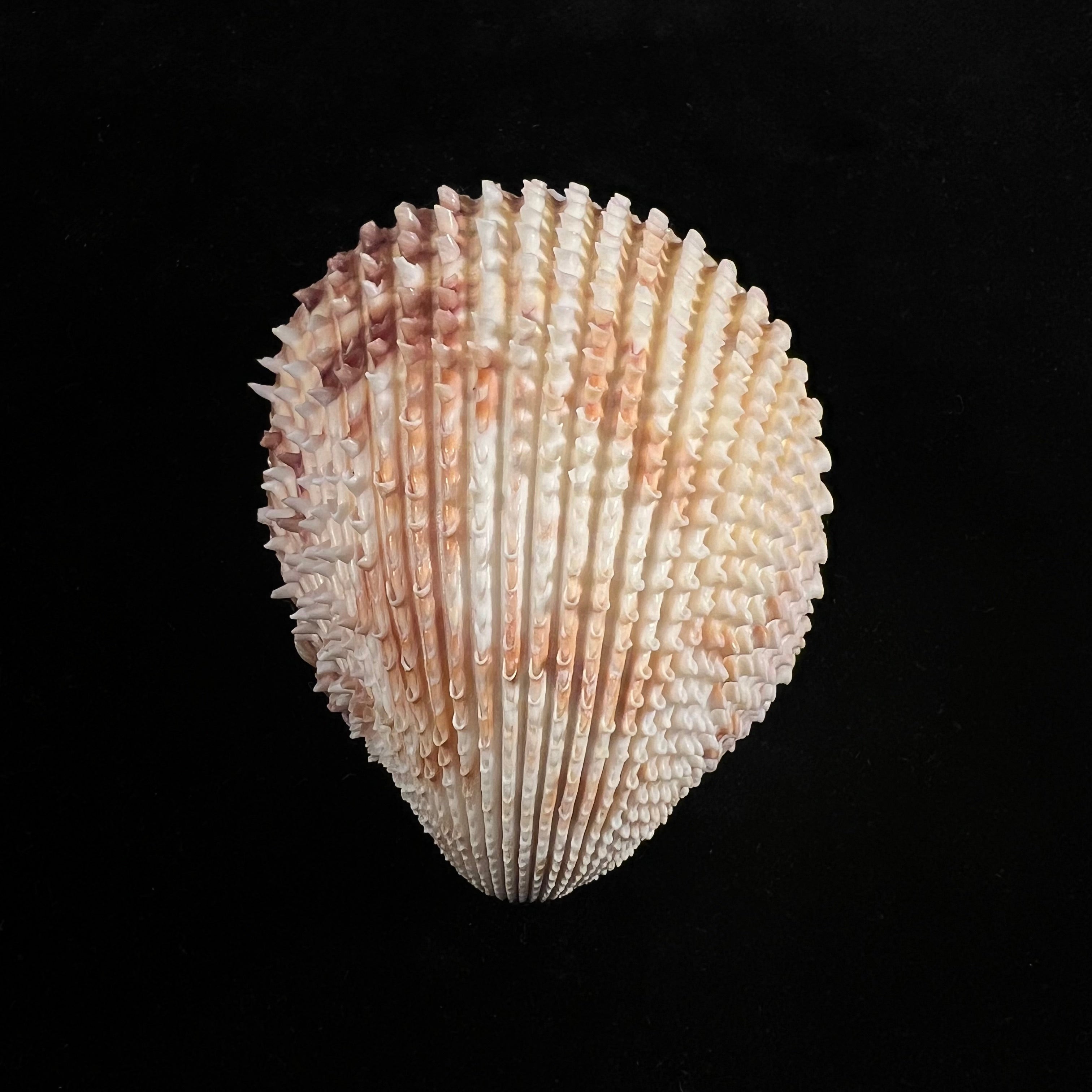 Trachycardium egmontianum (Shuttleworth, 1856) - 75,6mm