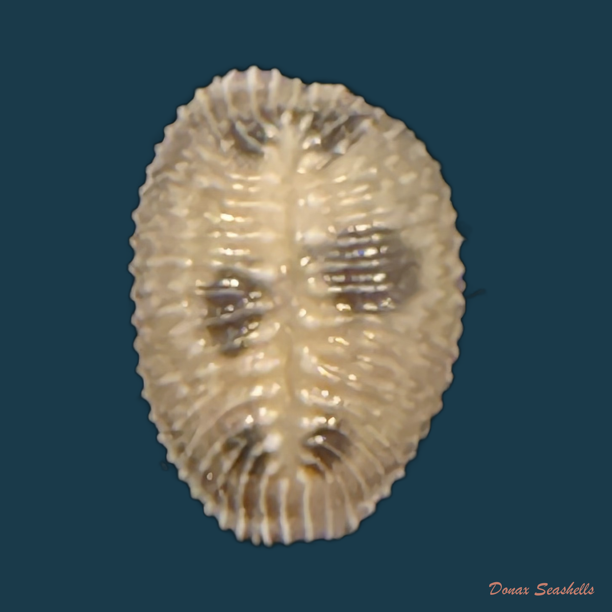 Pusula pediculus (Linnaeus, 1758) - 10,2mm