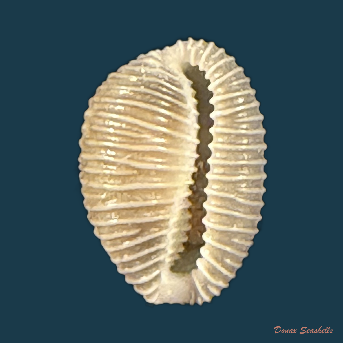 Pusula pediculus (Linnaeus, 1758) - 10,2mm
