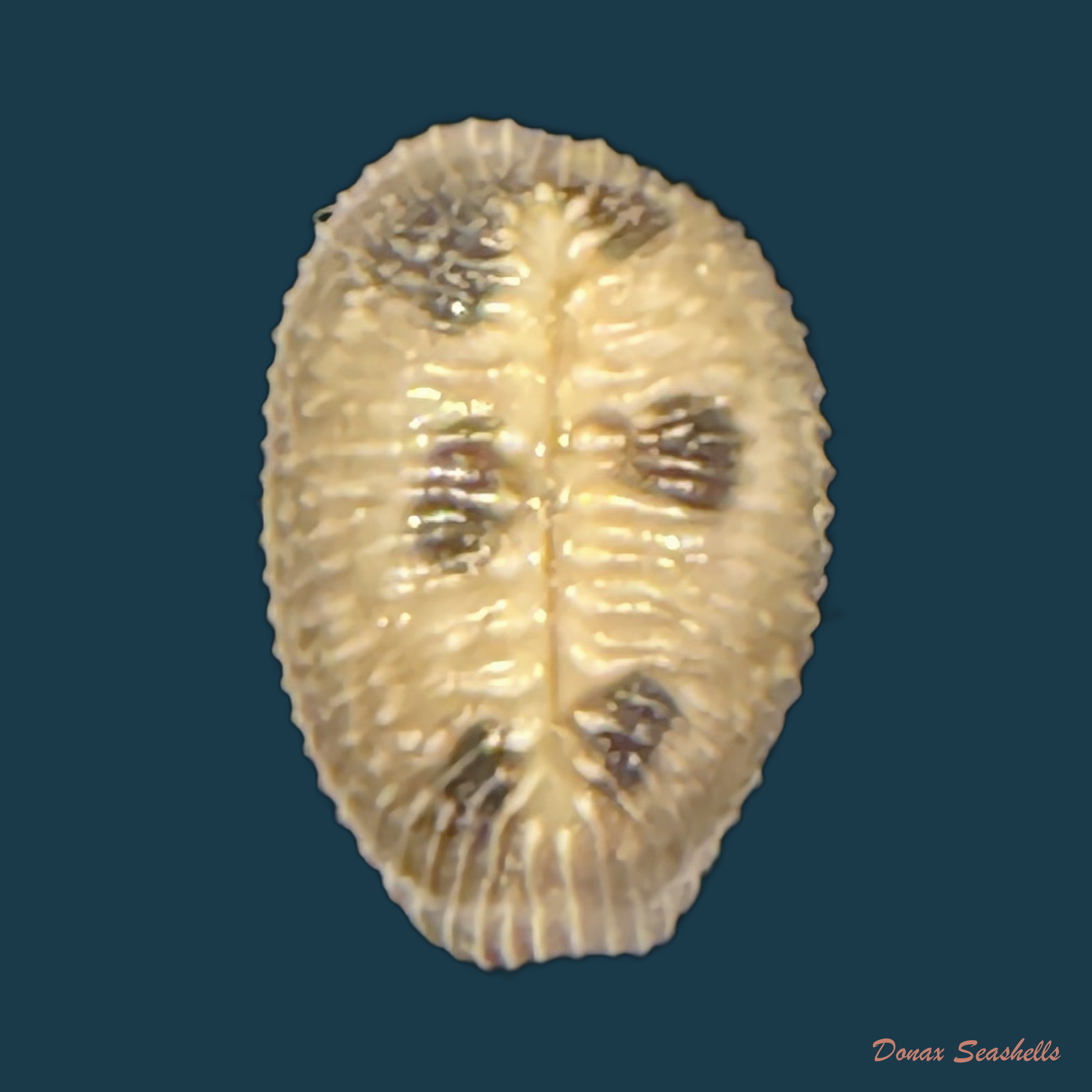 Pusula pediculus (Linnaeus, 1758) - 10mm