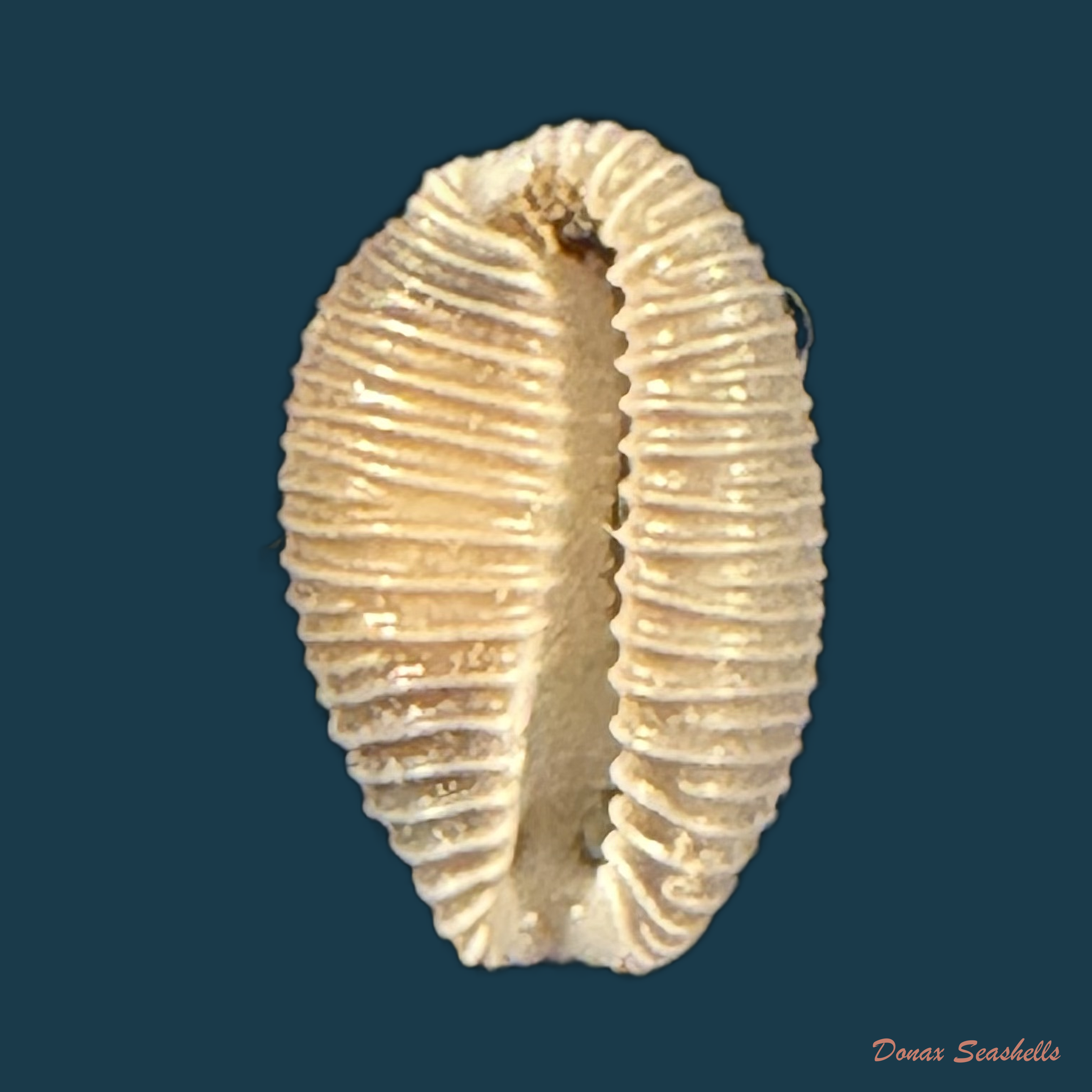 Pusula pediculus (Linnaeus, 1758) - 10mm