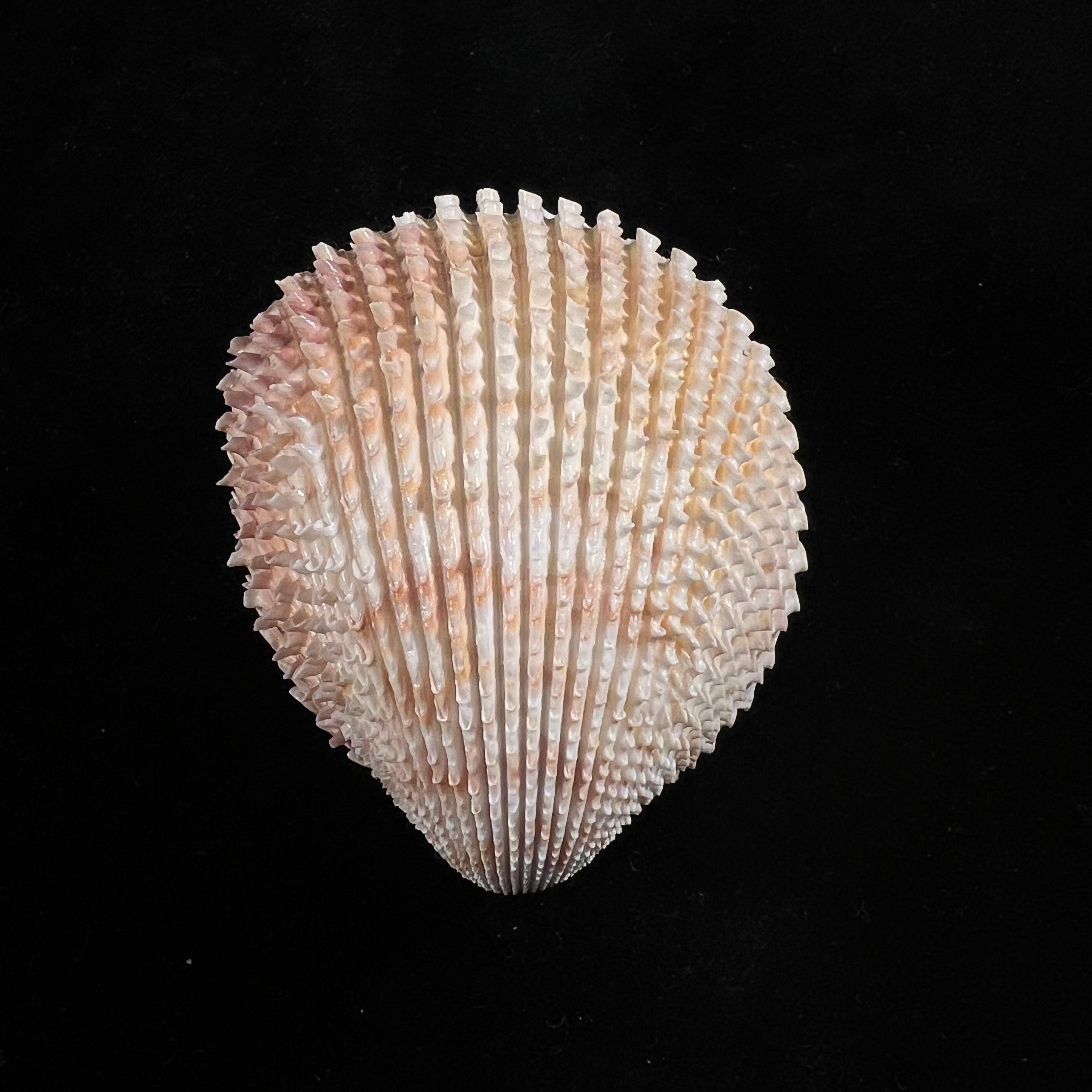 Trachycardium egmontianum (Shuttleworth, 1856) - 67,8mm