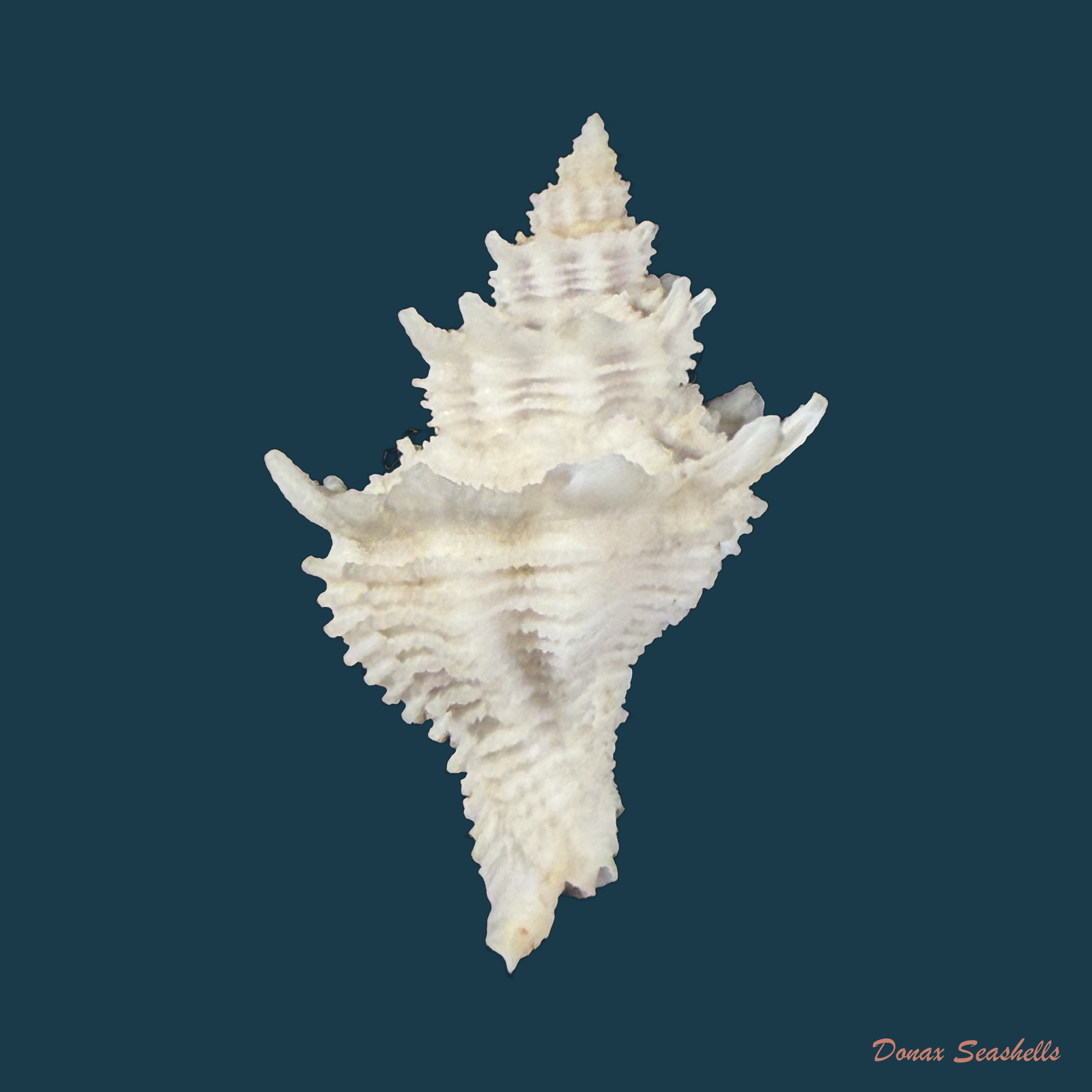 Babelomurex basilium (Penna-Neme & Leme, 1978) - 35,4mm