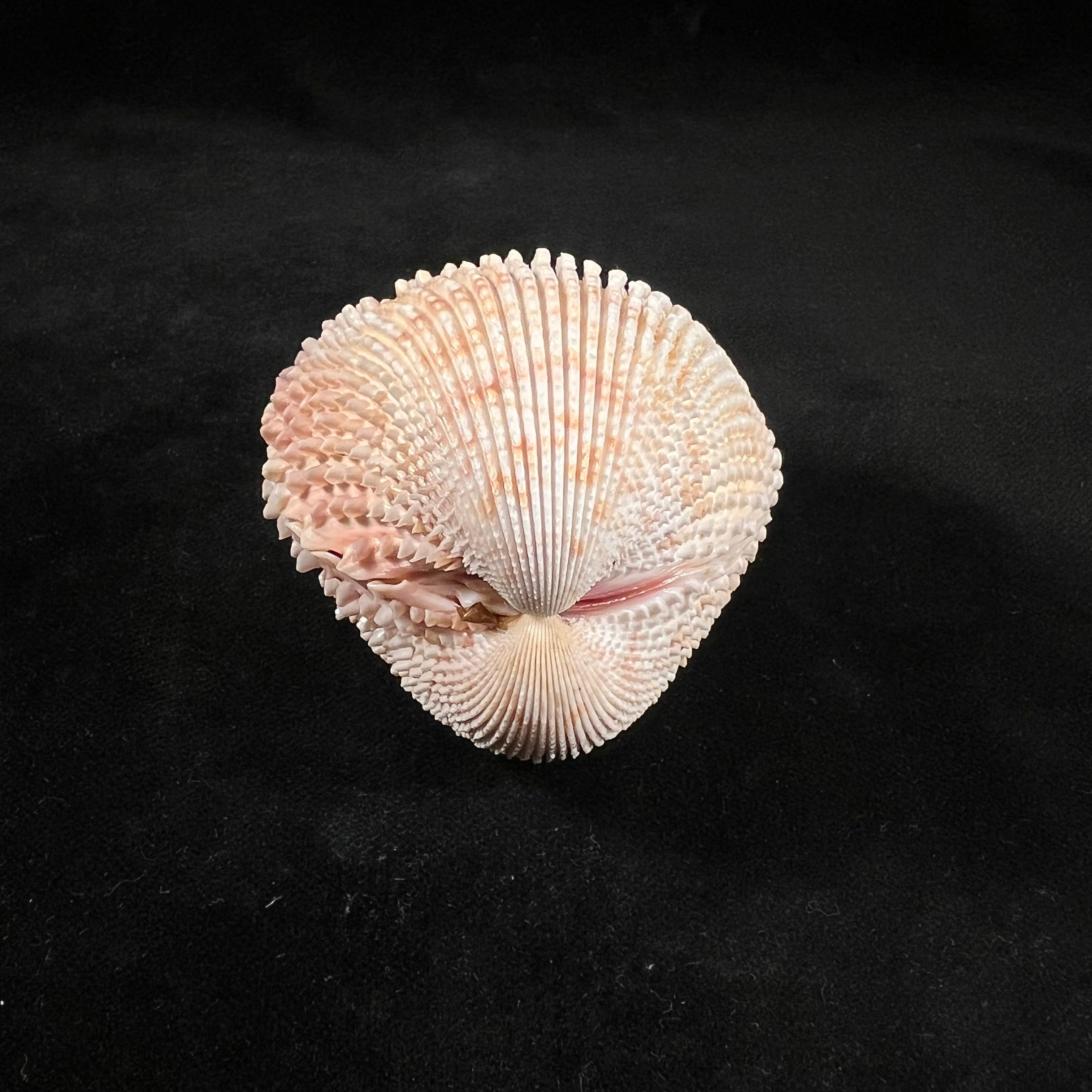 Trachycardium egmontianum (Shuttleworth, 1856) - 67,8mm