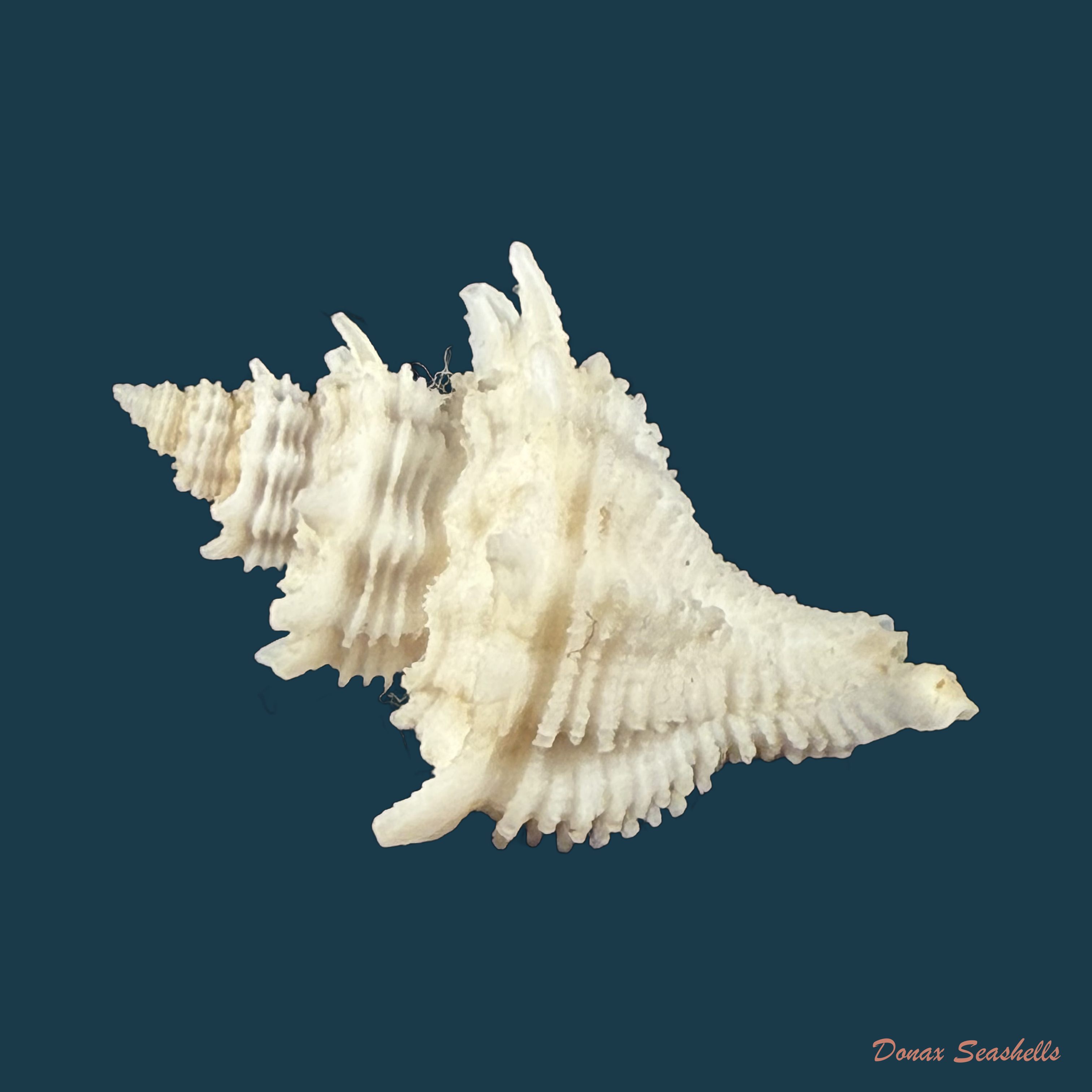Babelomurex basilium (Penna-Neme & Leme, 1978) - 35,4mm