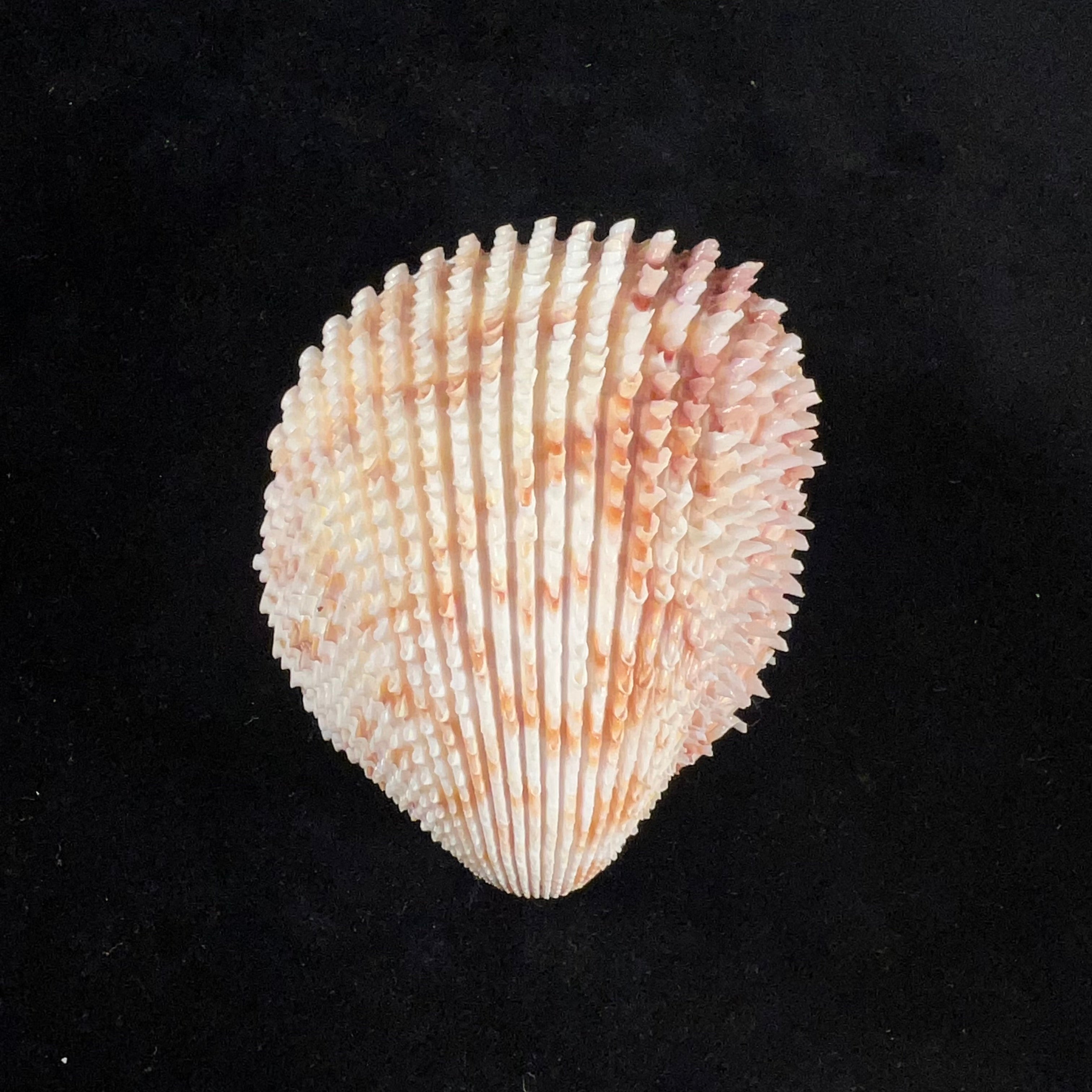 Trachycardium egmontianum (Shuttleworth, 1856) - 68,2mm