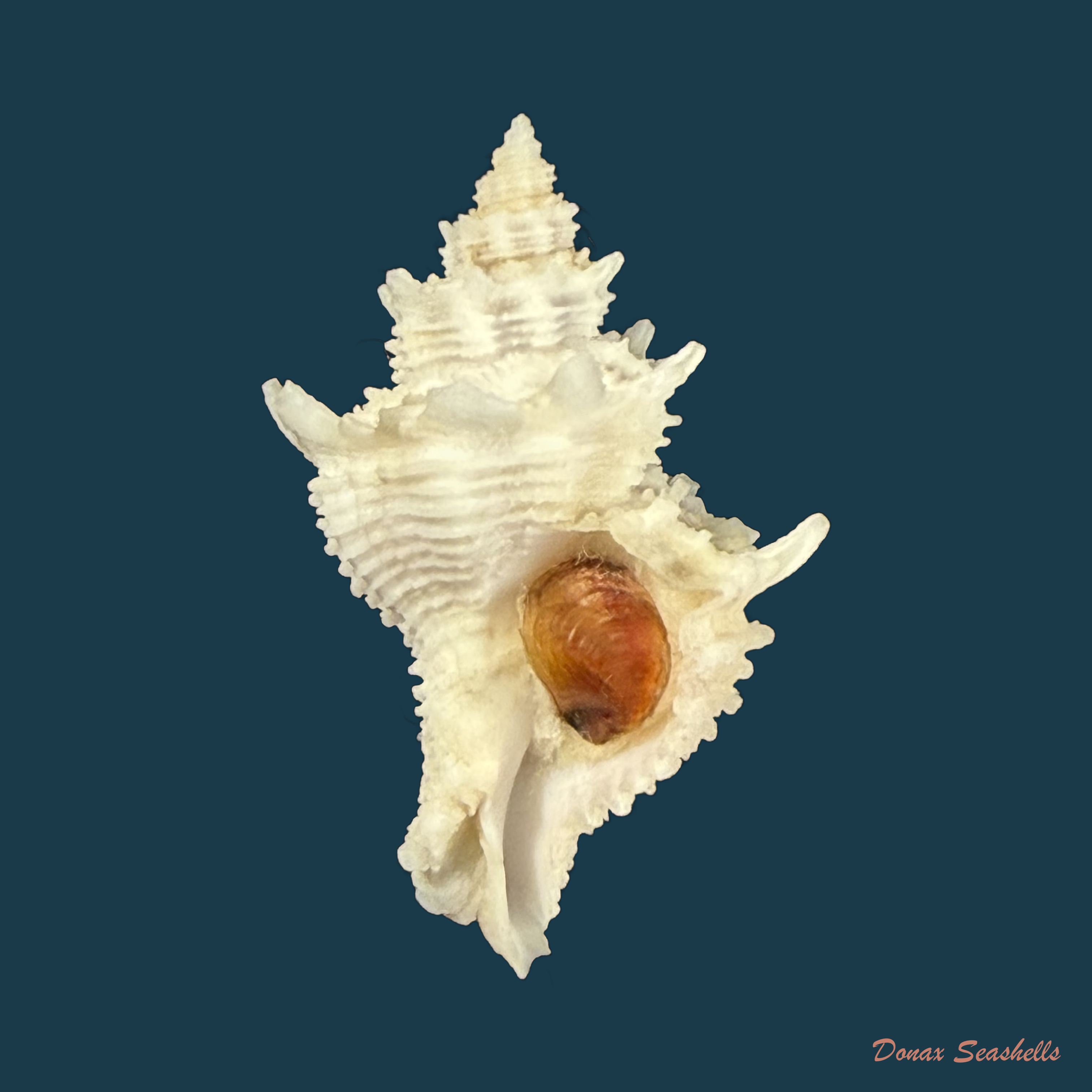 Babelomurex basilium (Penna-Neme & Leme, 1978) - 35,4mm