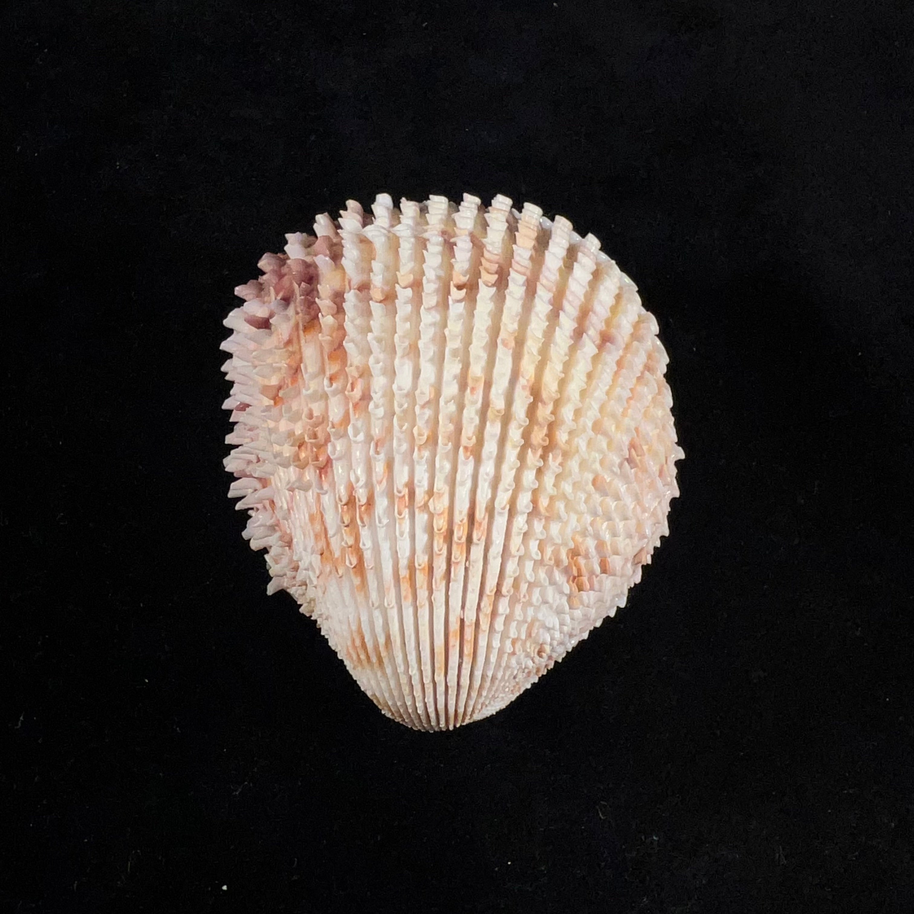 Trachycardium egmontianum (Shuttleworth, 1856) - 68,2mm