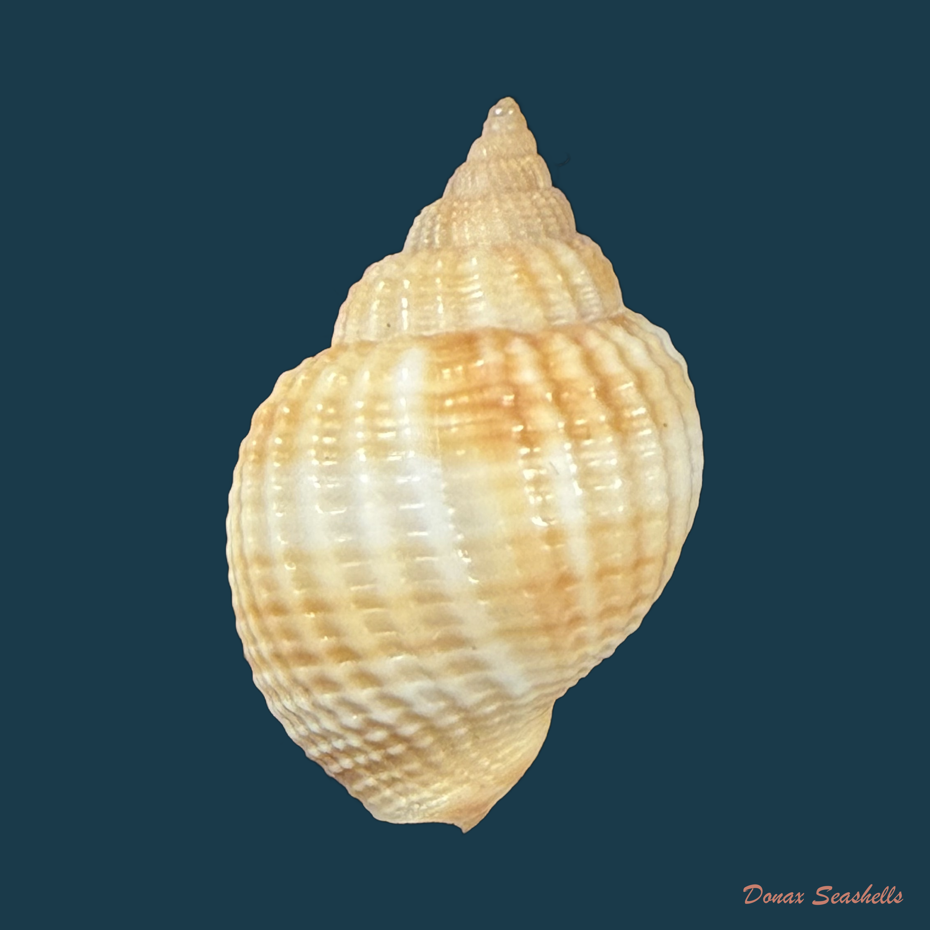 Cancellaria obesa G. B. Sowerby I, 1832 - 21,4mm