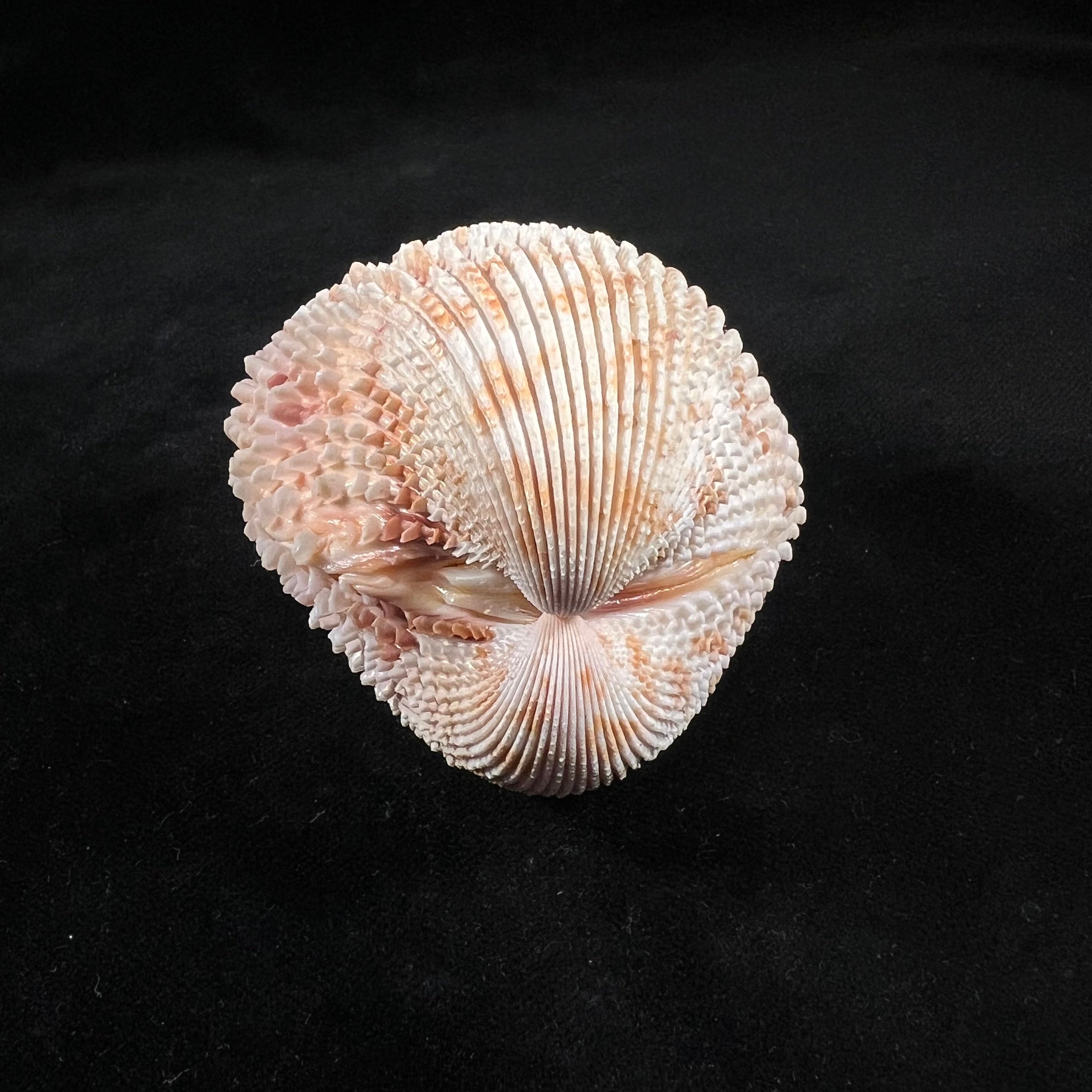 Trachycardium egmontianum (Shuttleworth, 1856) - 68,2mm